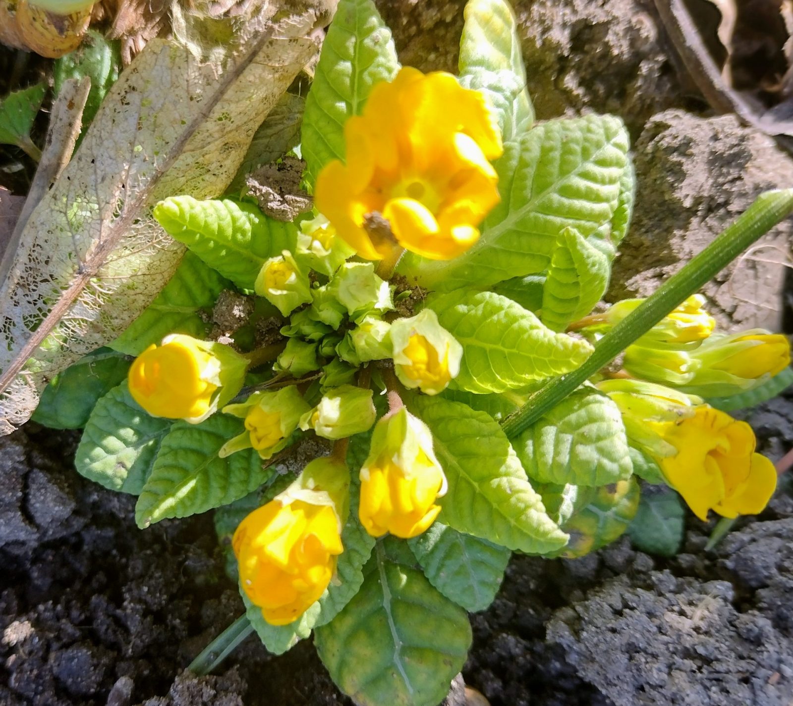 IMG_20220305_134918806_HDR