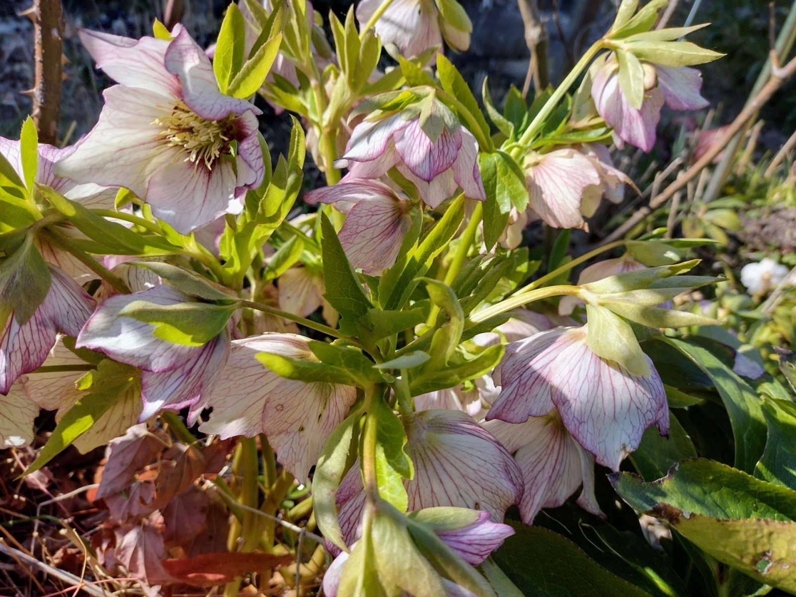 IMG_20220305_135646033_HDR