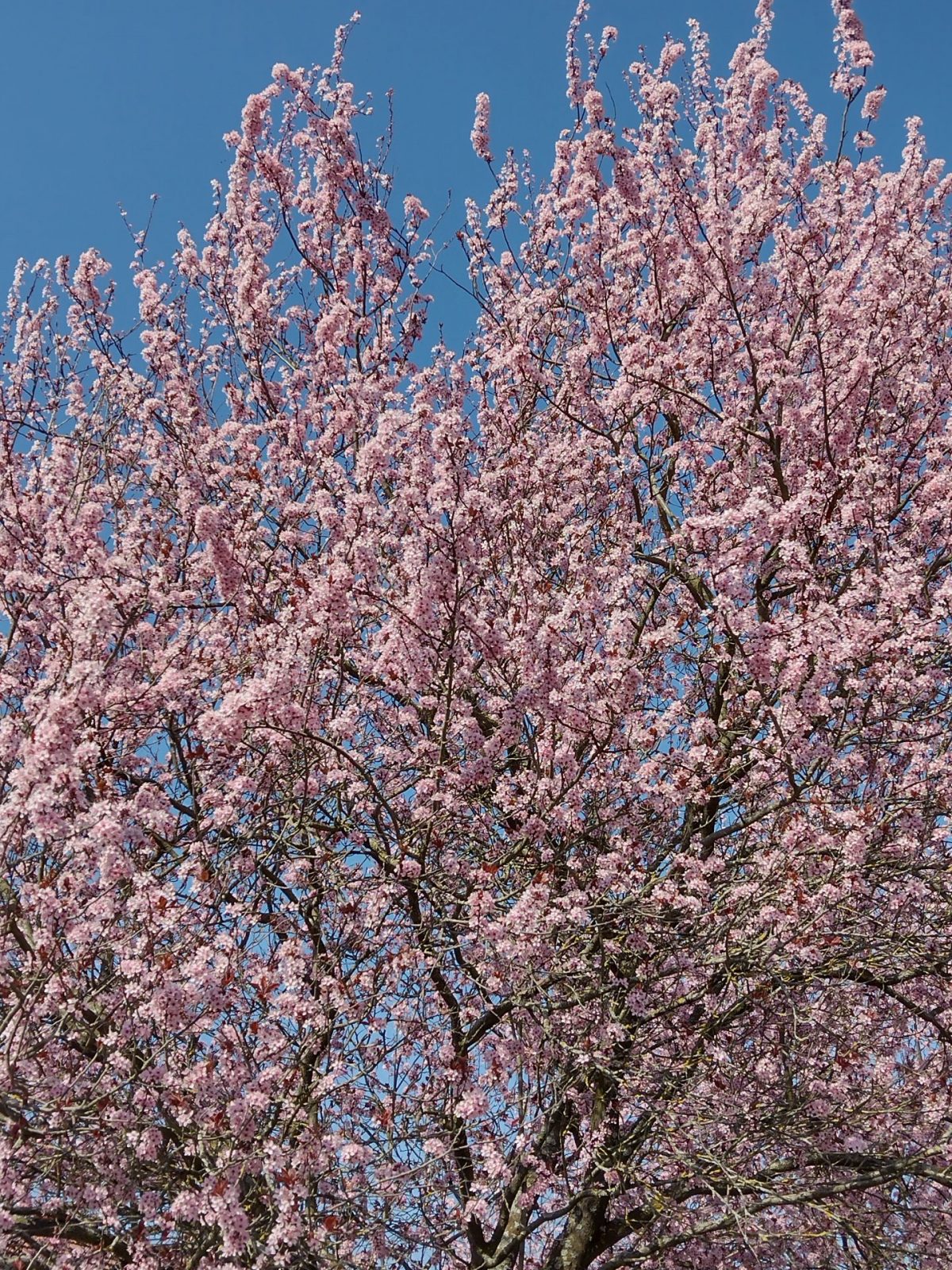 IMG_20220322_131609884_HDR