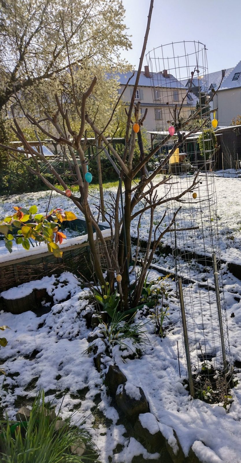 IMG_20220409_094501960_HDR