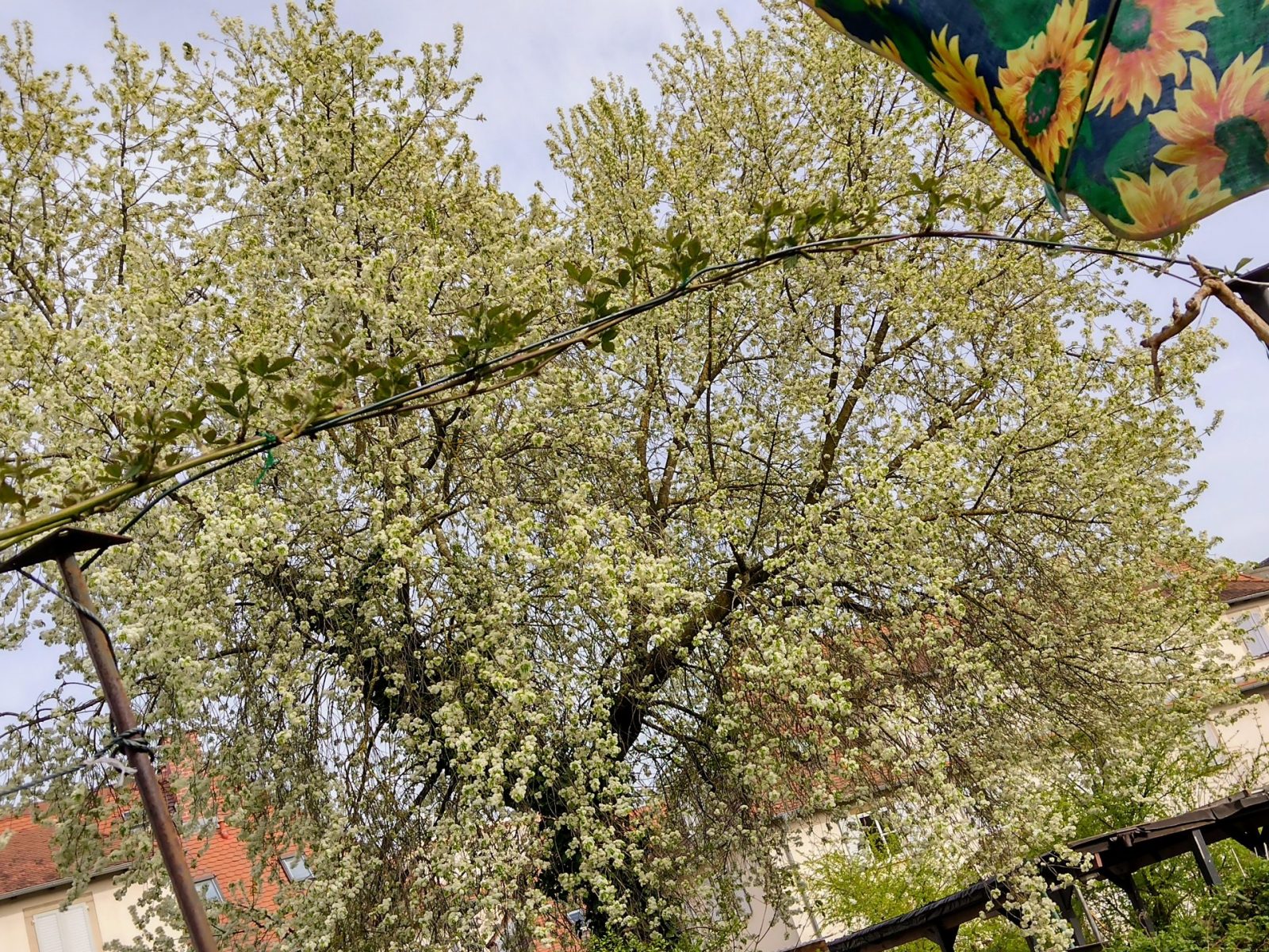 IMG_20220413_164036299_HDR