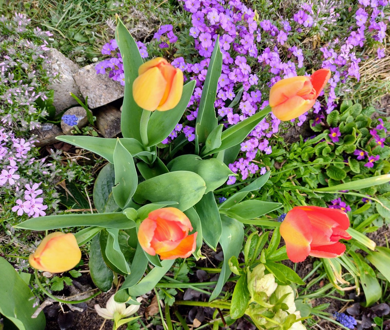 IMG_20220413_172640710_HDR