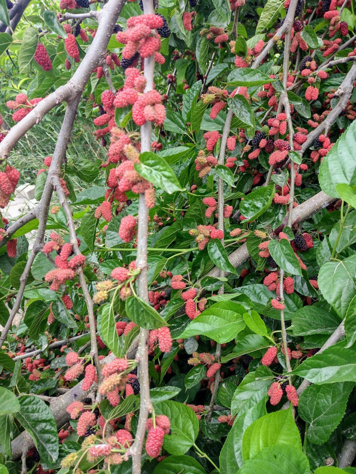 IMG_20220502_105557914_HDR