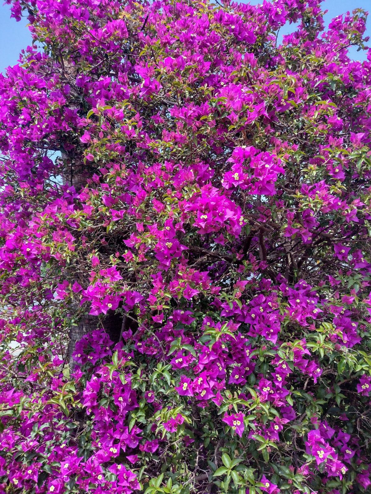 IMG_20220513_122331334_HDR