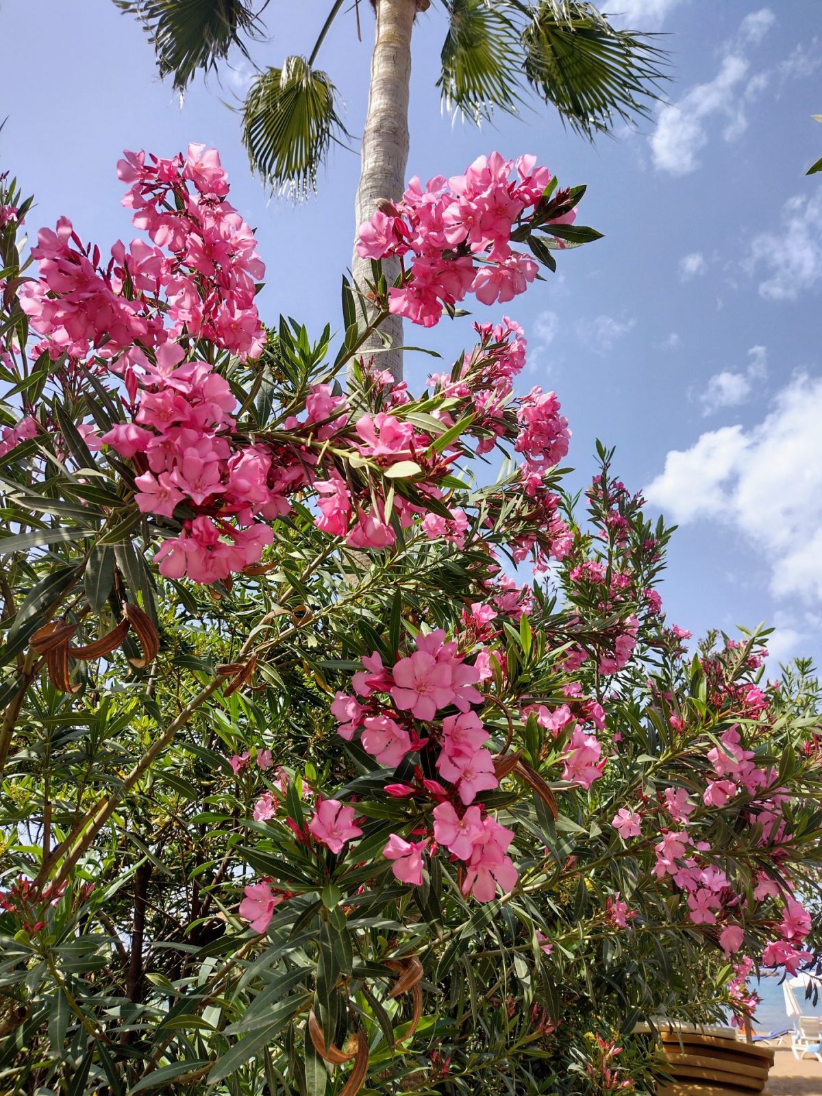 IMG_20220514_111140161_HDR