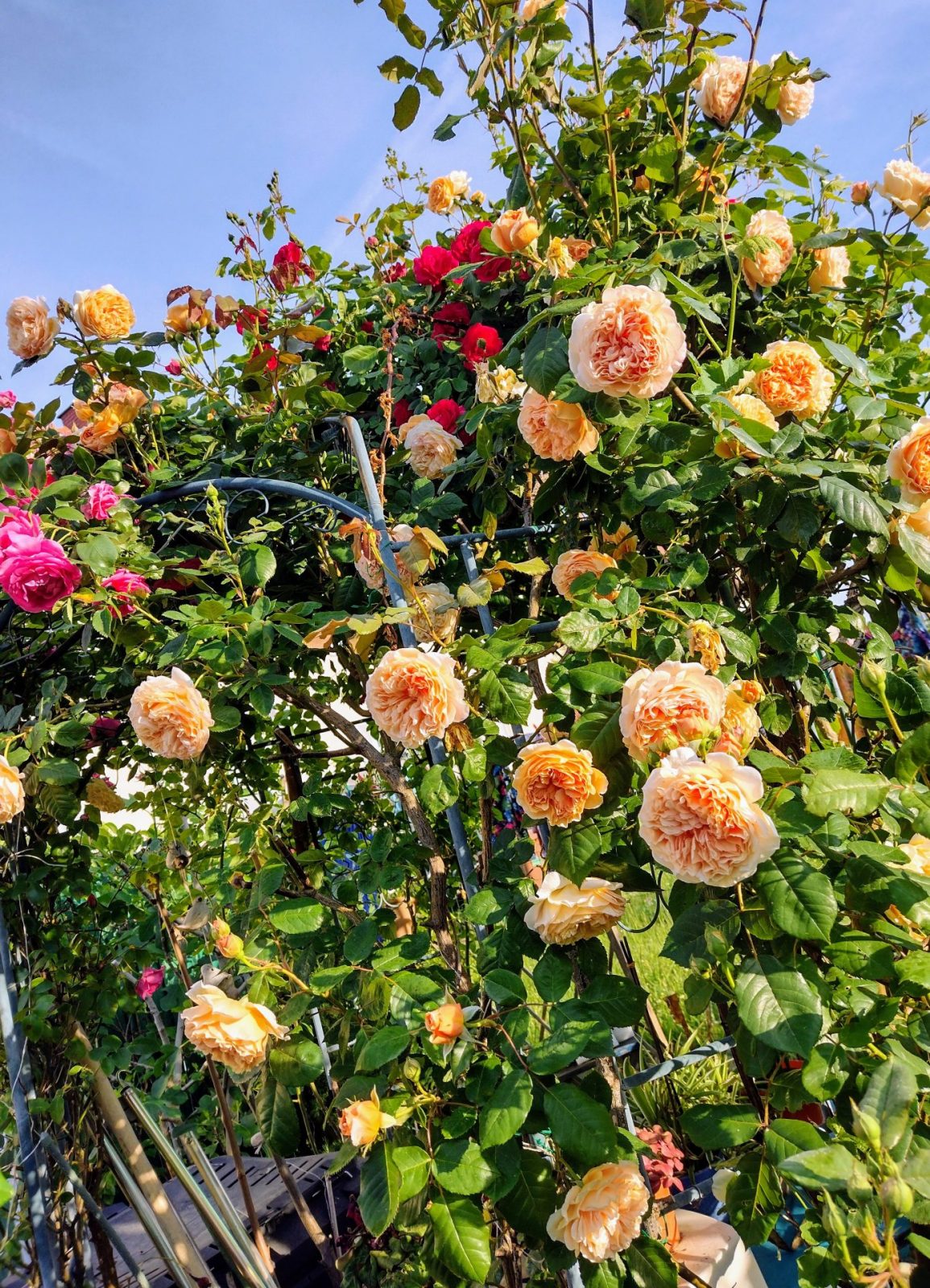 IMG_20220517_072805932_HDR~2