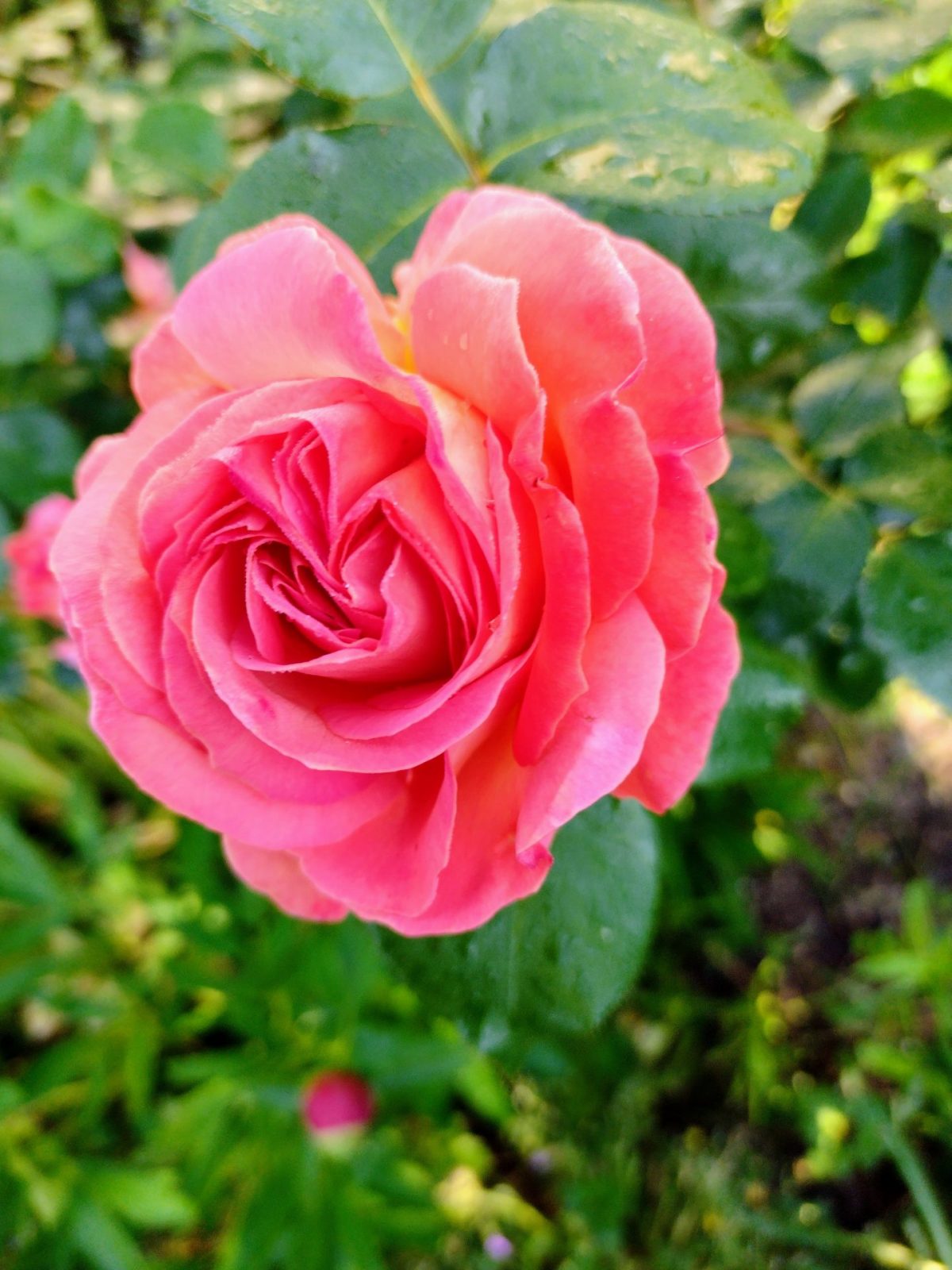 IMG_20220517_073158651