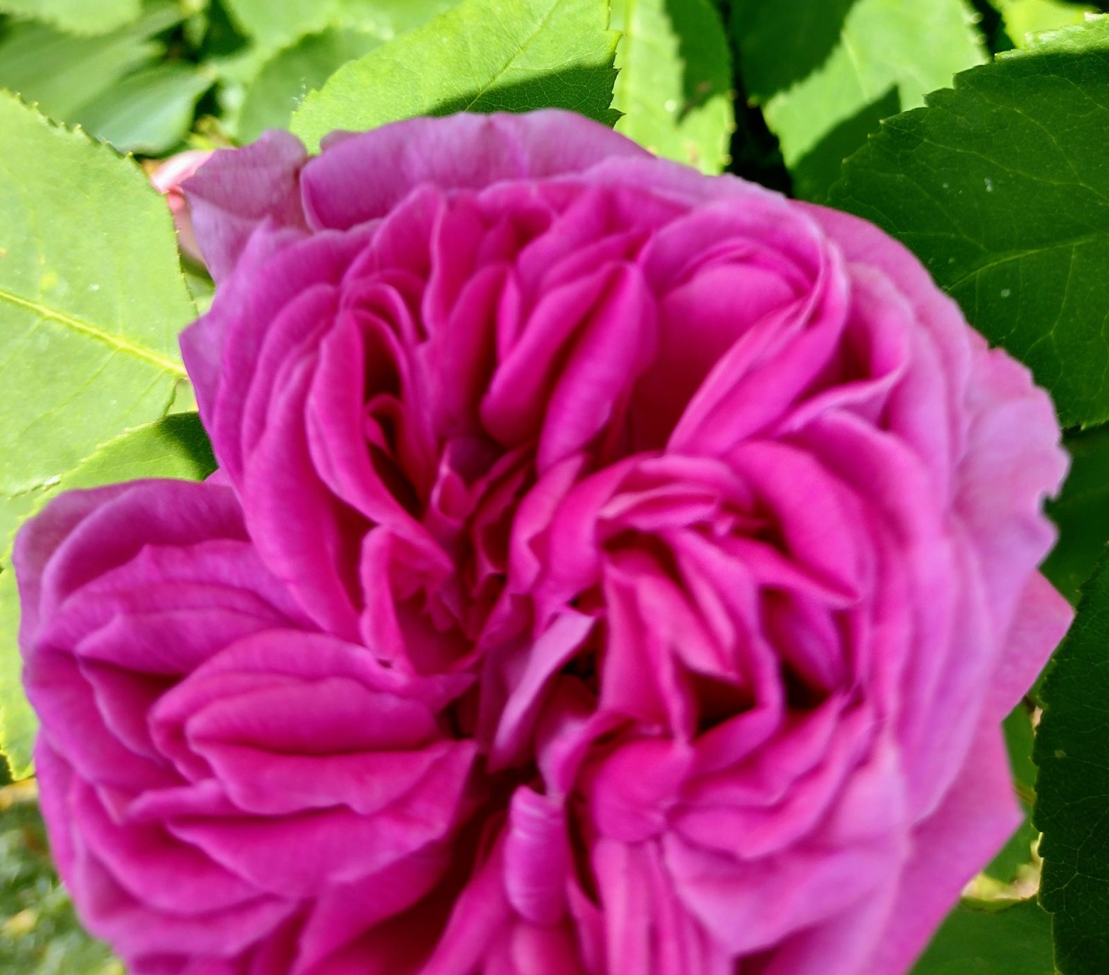 IMG_20220519_121124962_HDR