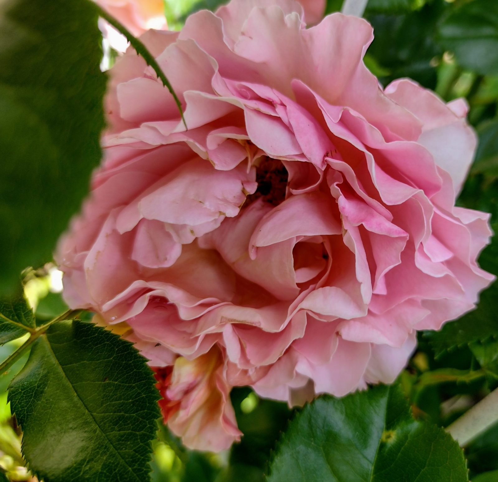 IMG_20220519_121156259_HDR