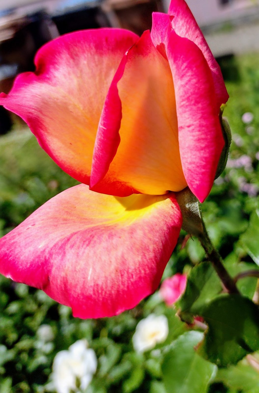 IMG_20220519_121215924_HDR - Kopiert