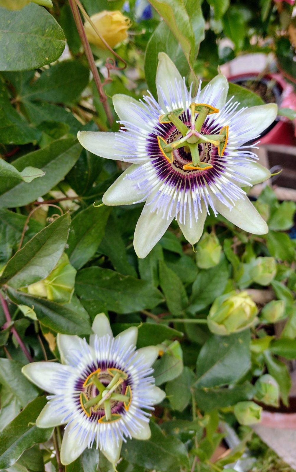 IMG_20220531_170049829_HDR