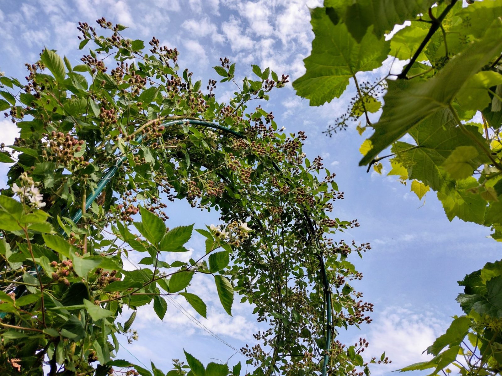 IMG_20220608_133152603_HDR