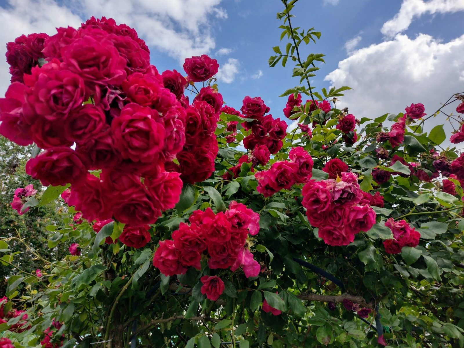 IMG_20220613_155422880_HDR