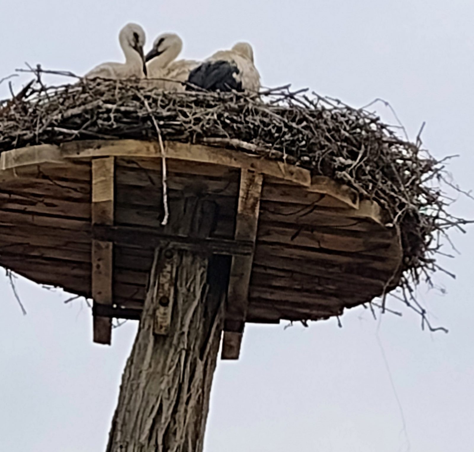 IMG_20220622_130914710_MP