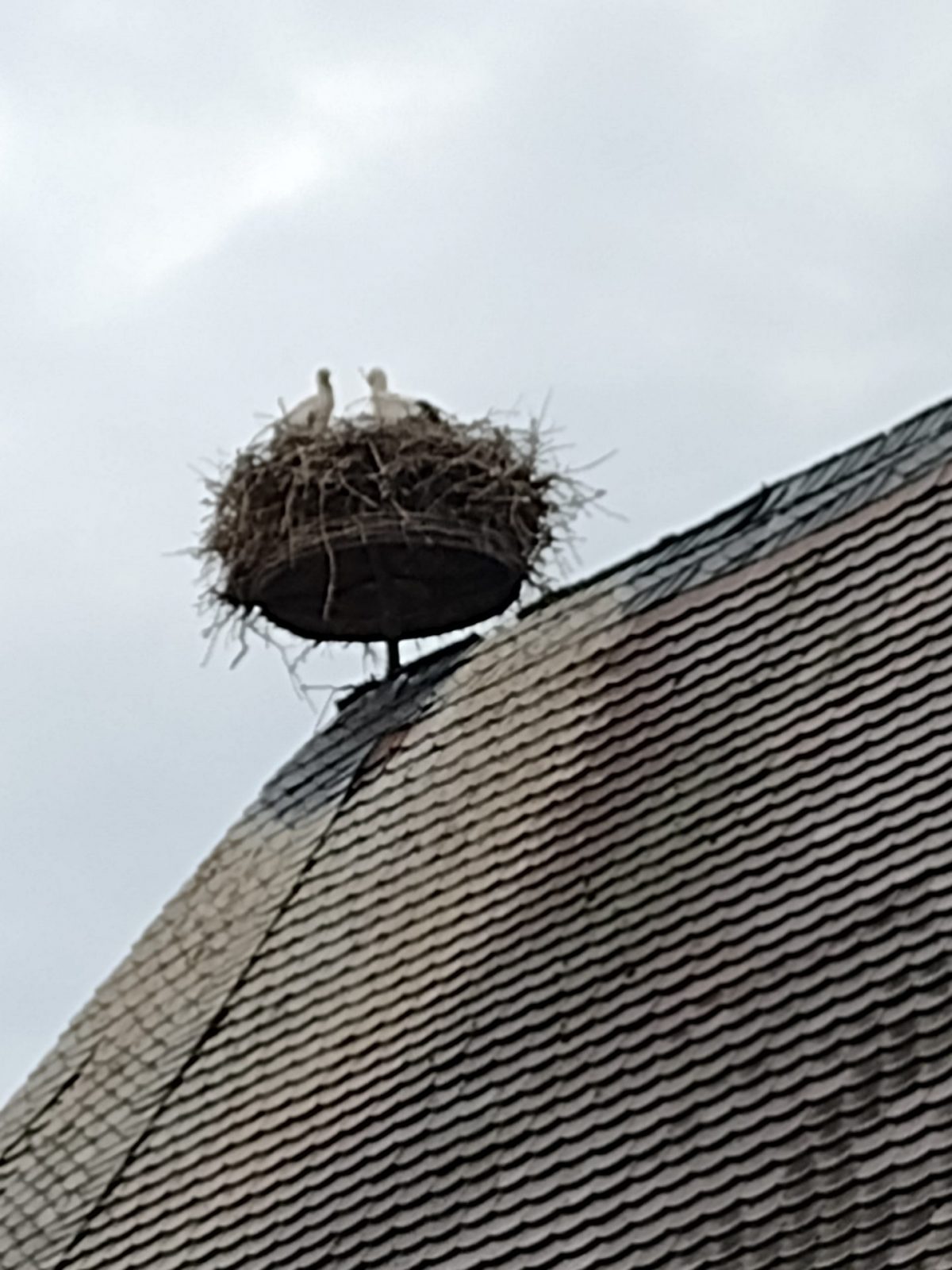 IMG_20220622_131536857_MP