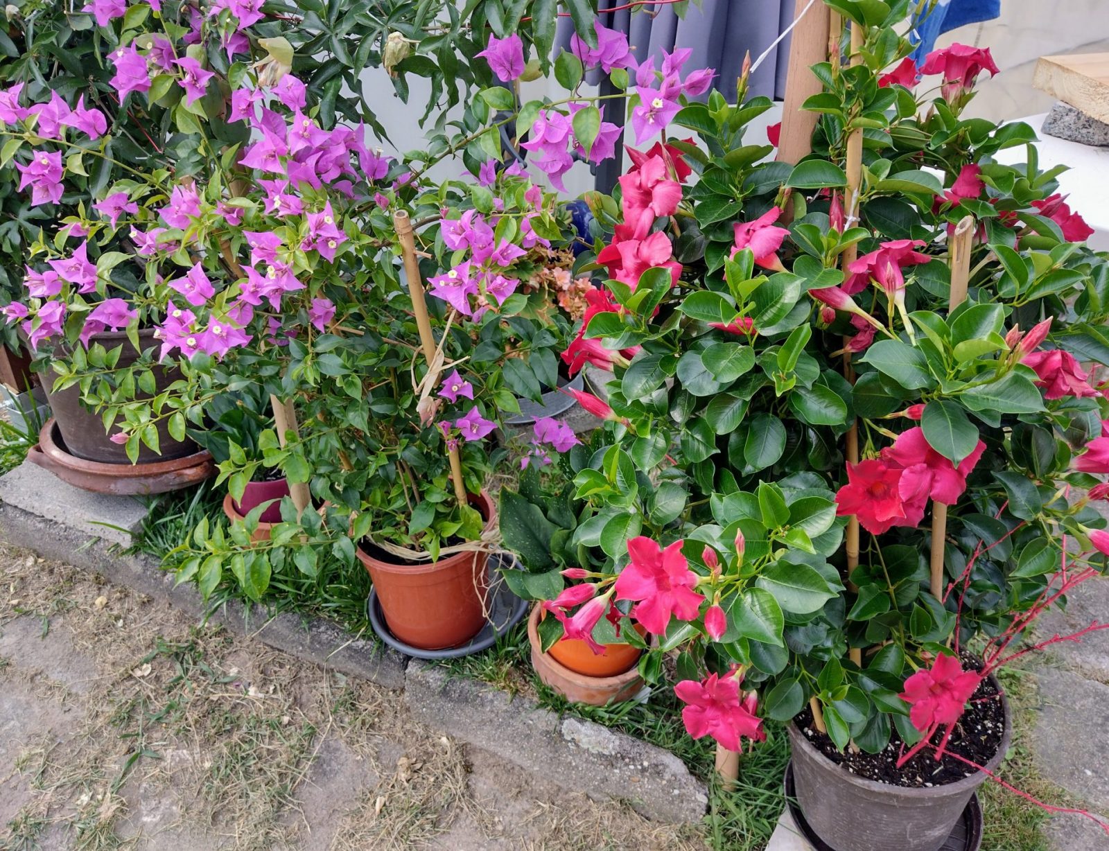 IMG_20220728_181333310_HDR