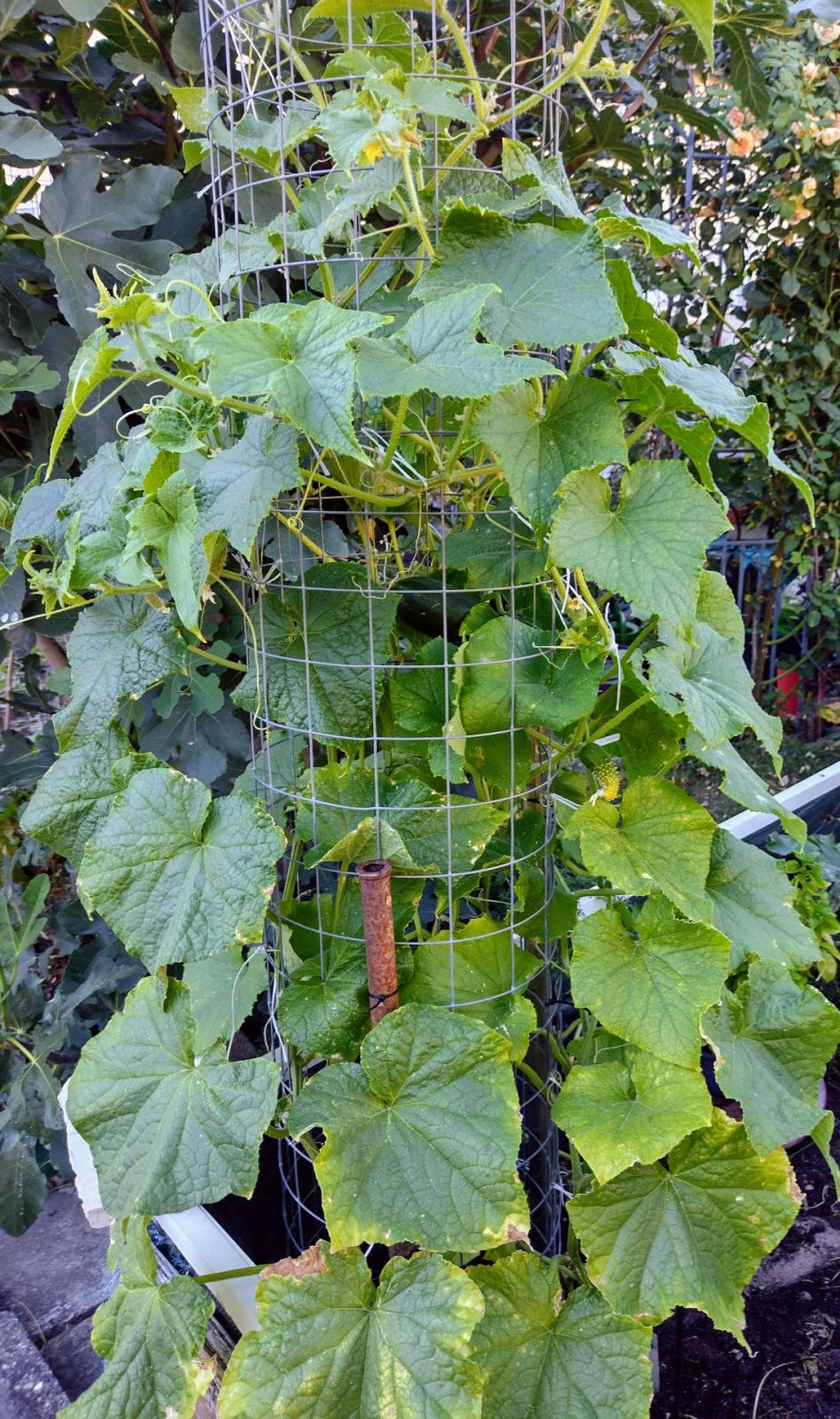 IMG_20220807_175909649_HDR