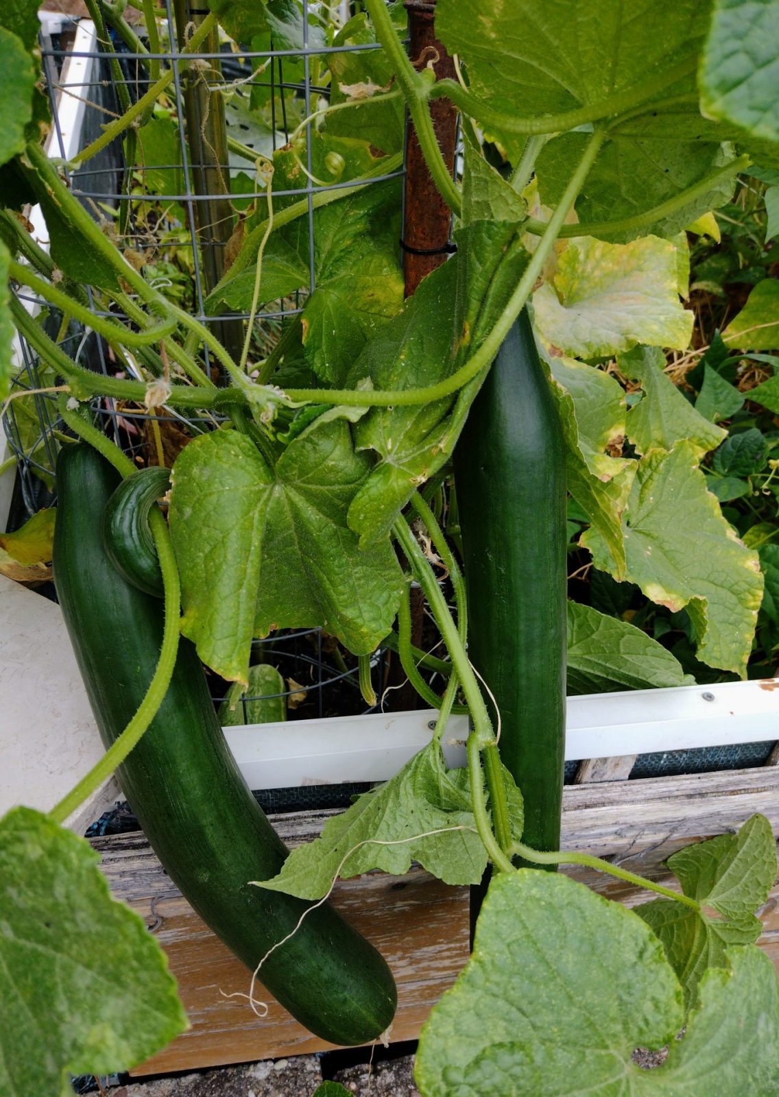 IMG_20220908_155545000