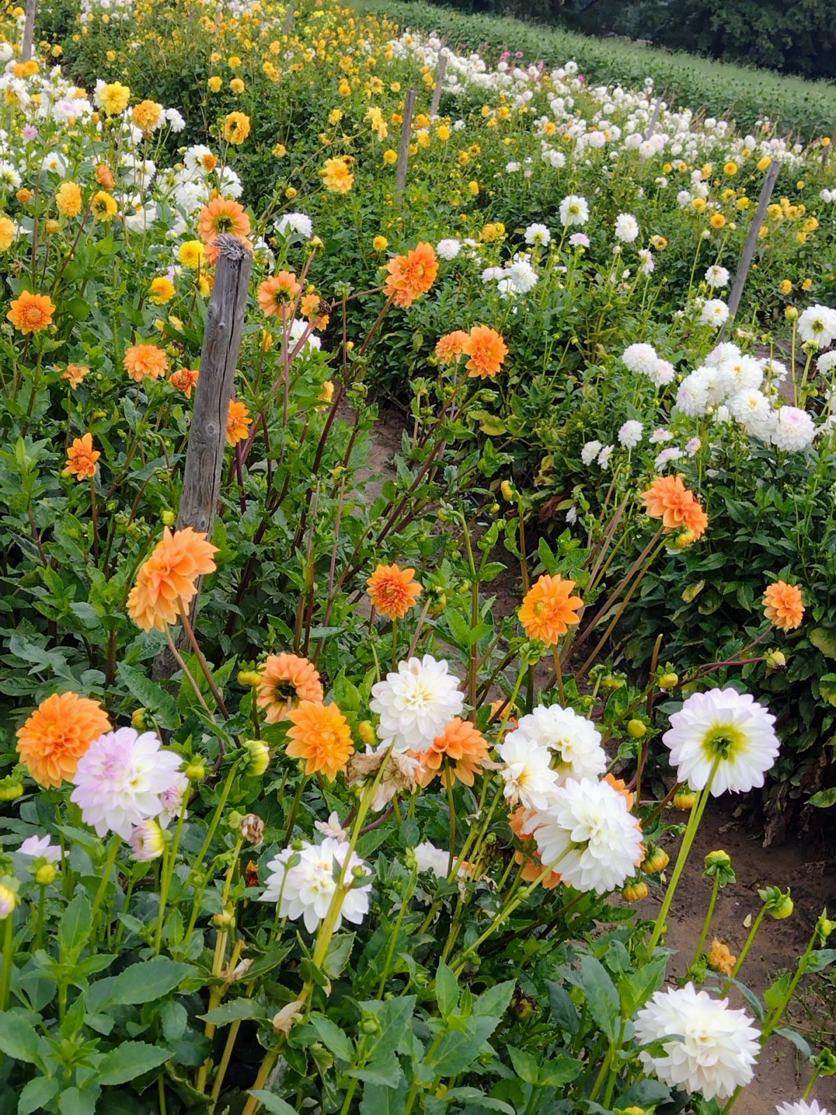 IMG_20220916_103221425