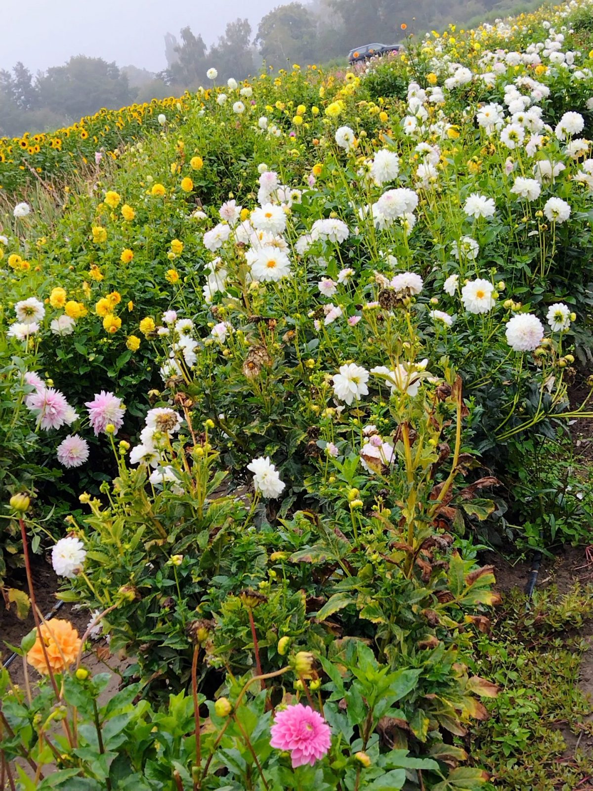 IMG_20220929_103207476