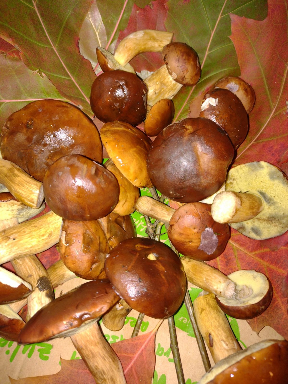 IMG_20221016_172746310