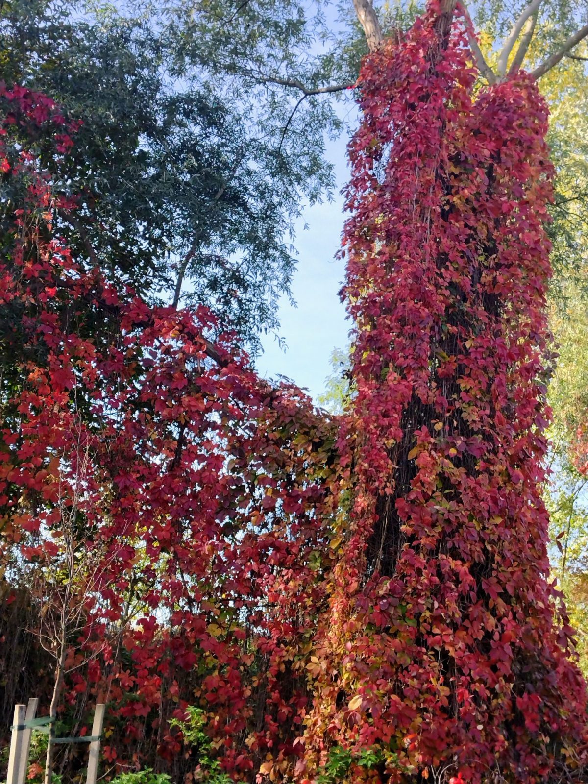 IMG_20221017_115328993