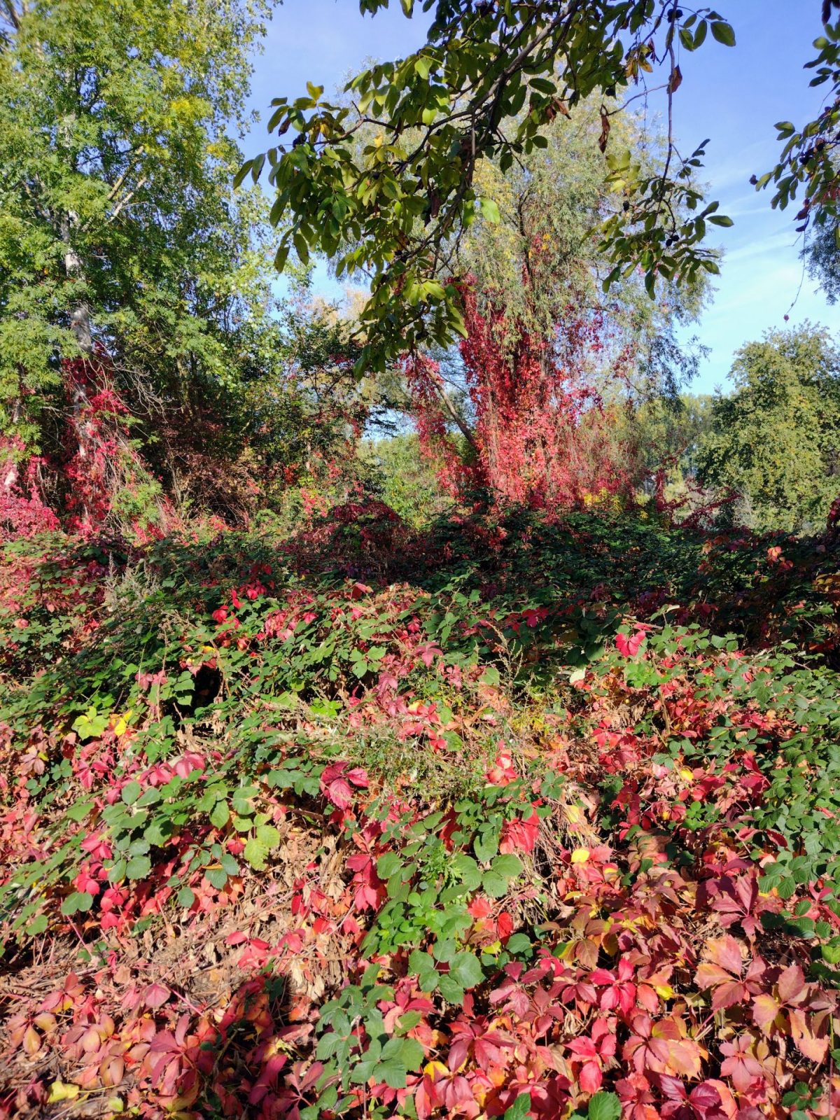 IMG_20221017_115844317