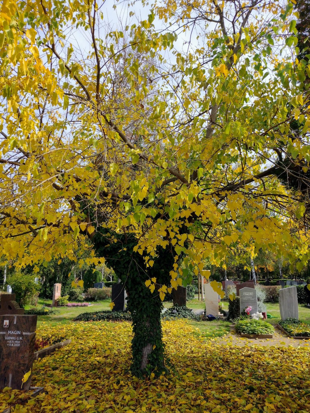 IMG_20221023_124740125