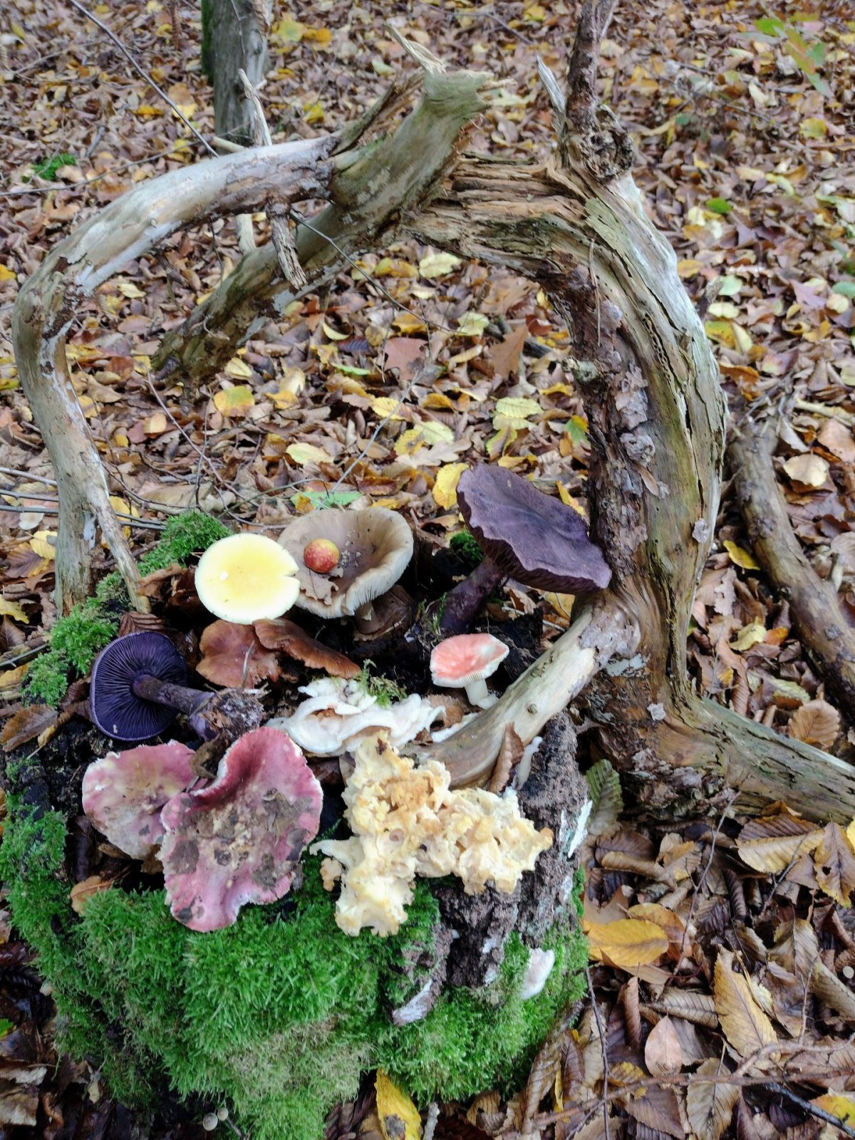 IMG_20221025_125639198