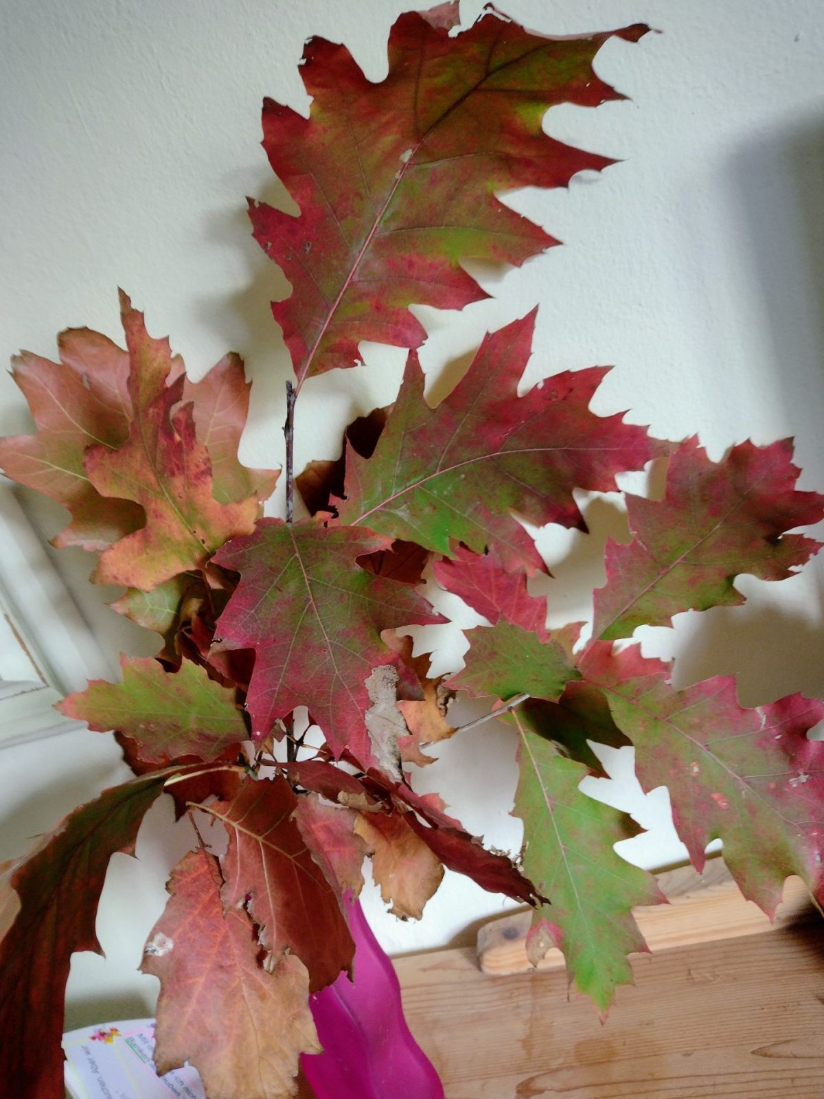 IMG_20221101_120811819