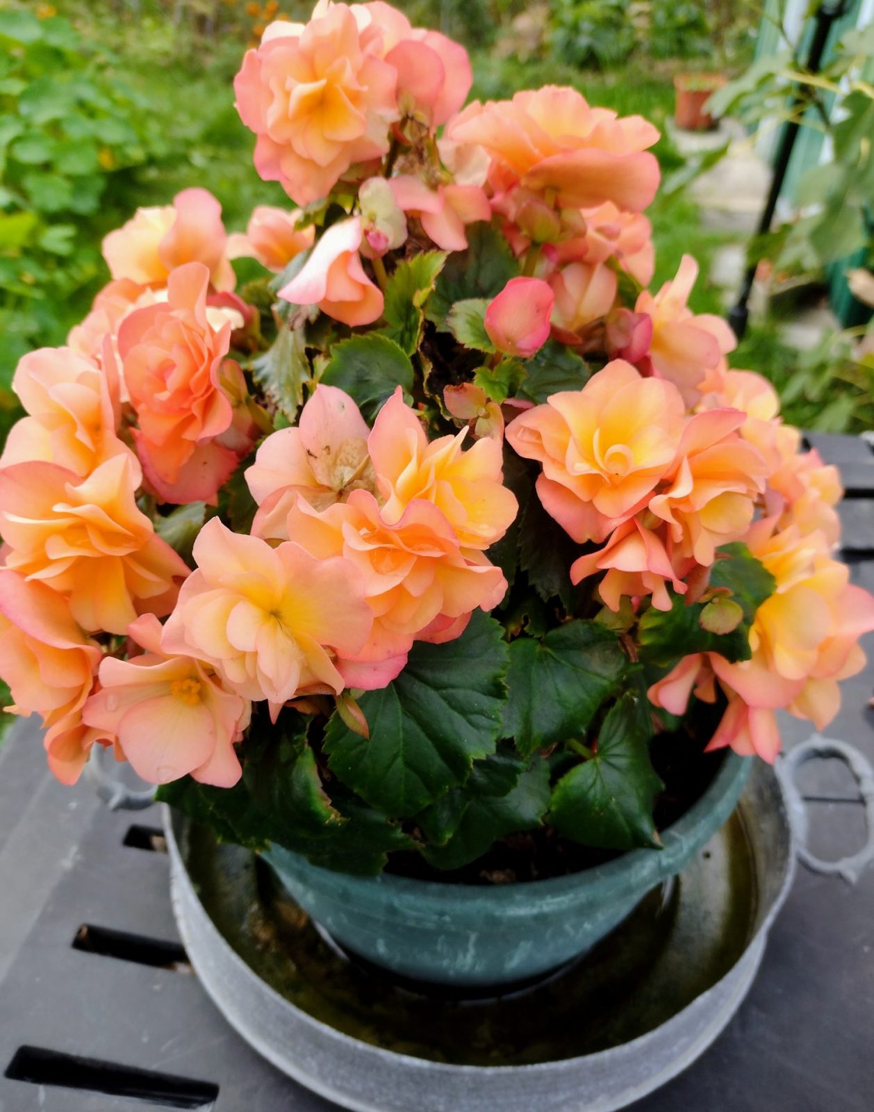 IMG_20221106_132902766