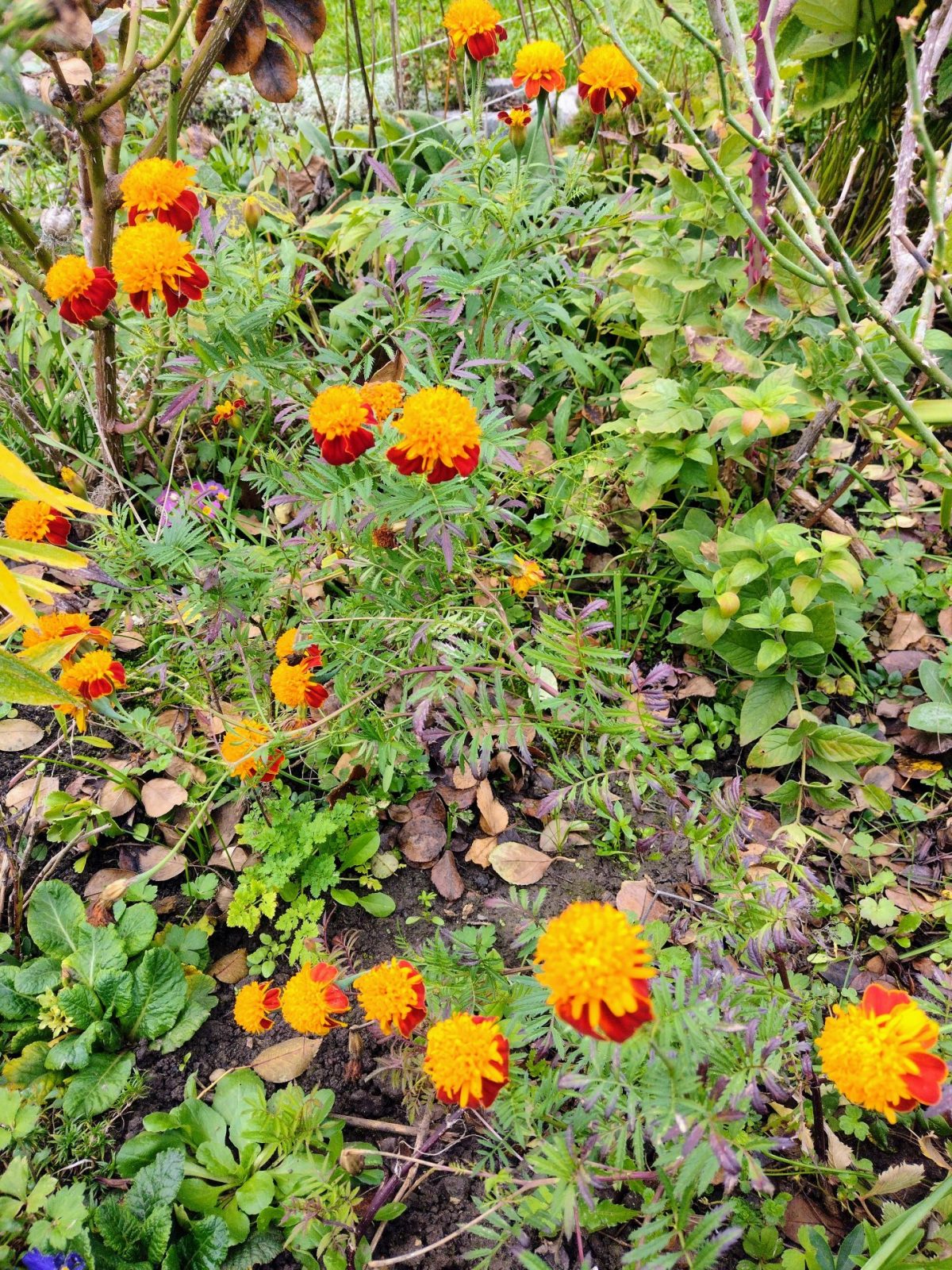 IMG_20221106_132949301