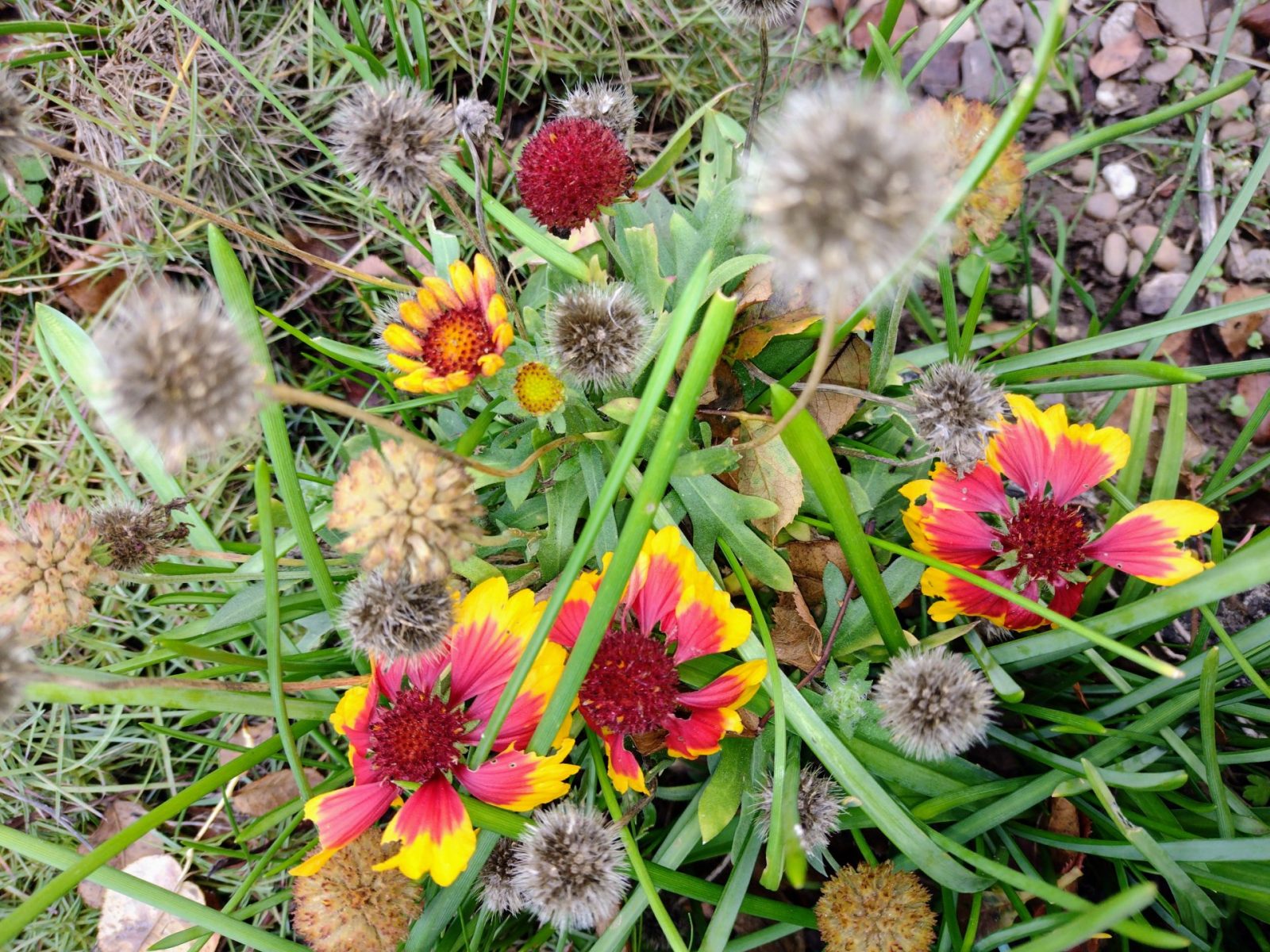 IMG_20221106_133440546