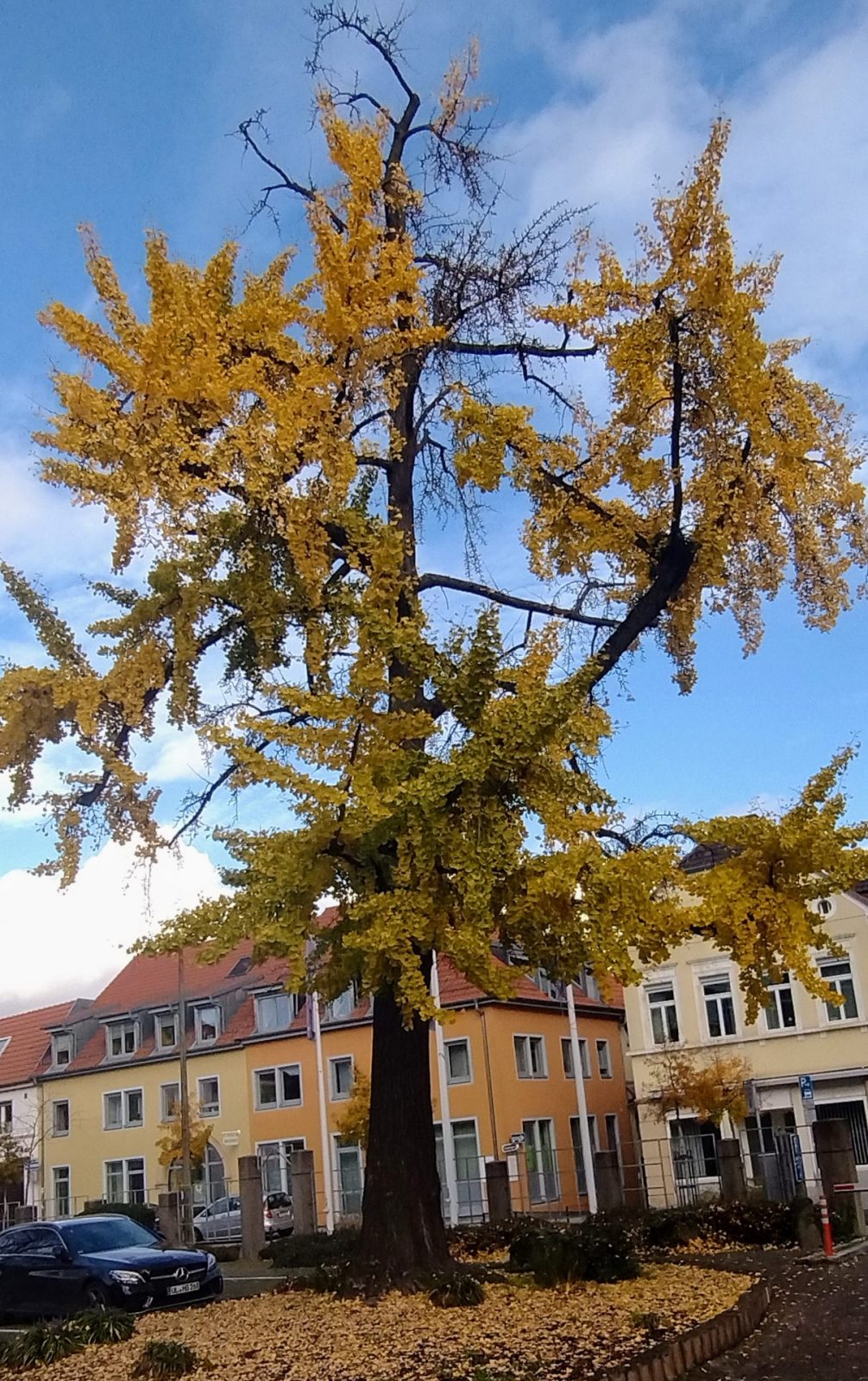 IMG_20221116_122919009