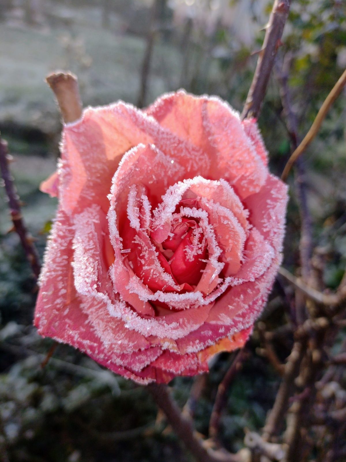 IMG_20221213_103629055