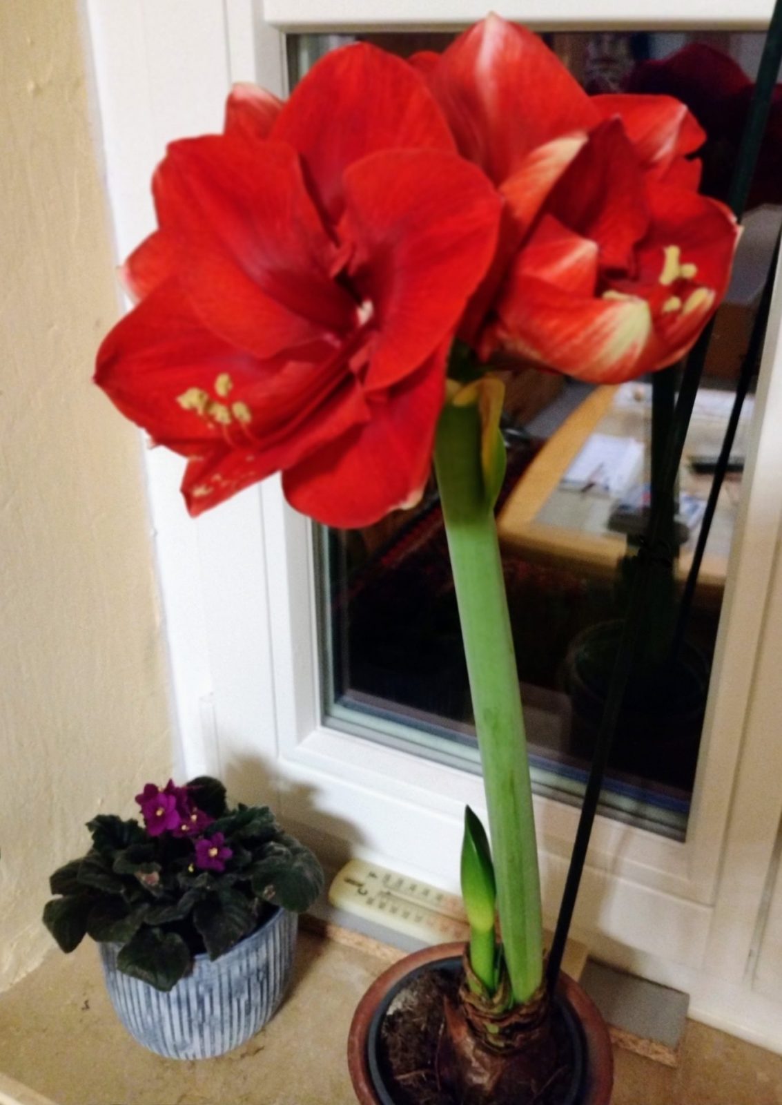 IMG_20230108_074015838_MF_PORTRAIT