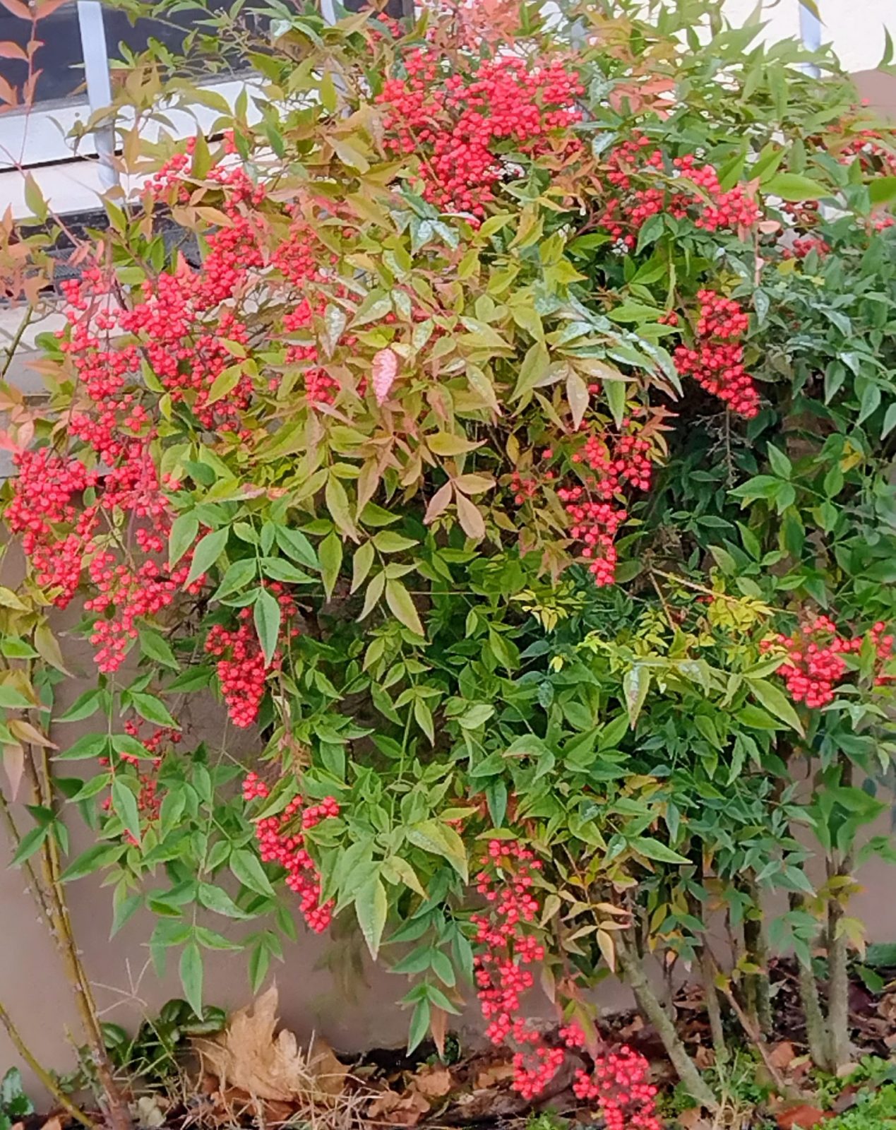 IMG_20230118_085130447