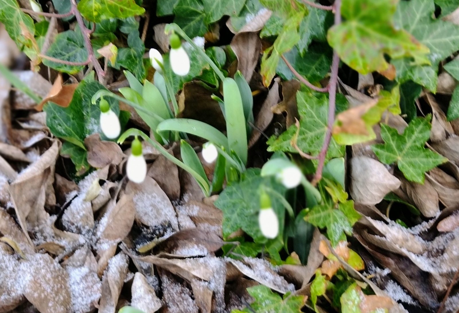 IMG_20230118_093011482_MF_PORTRAIT