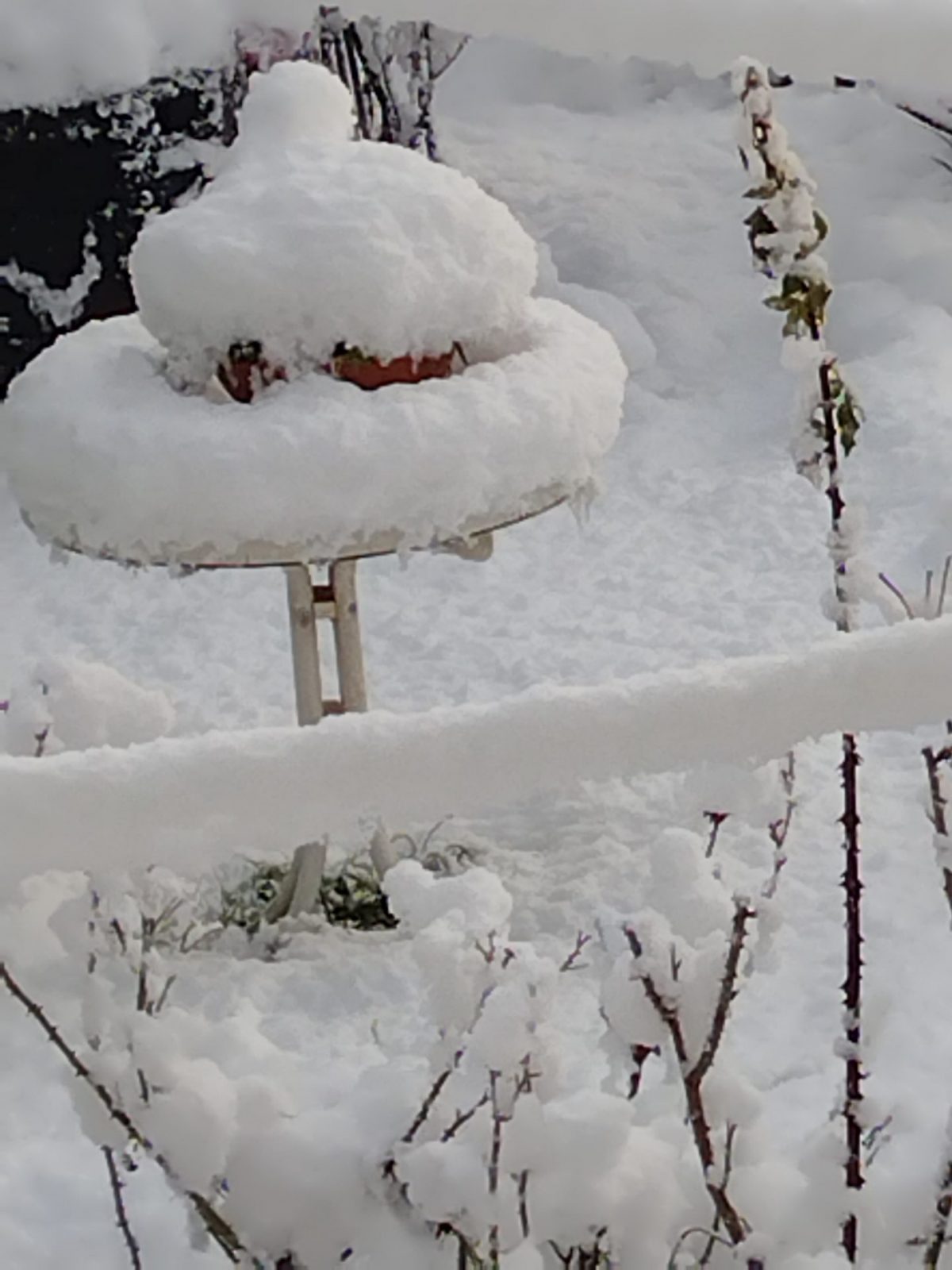 IMG_20230121_094713773