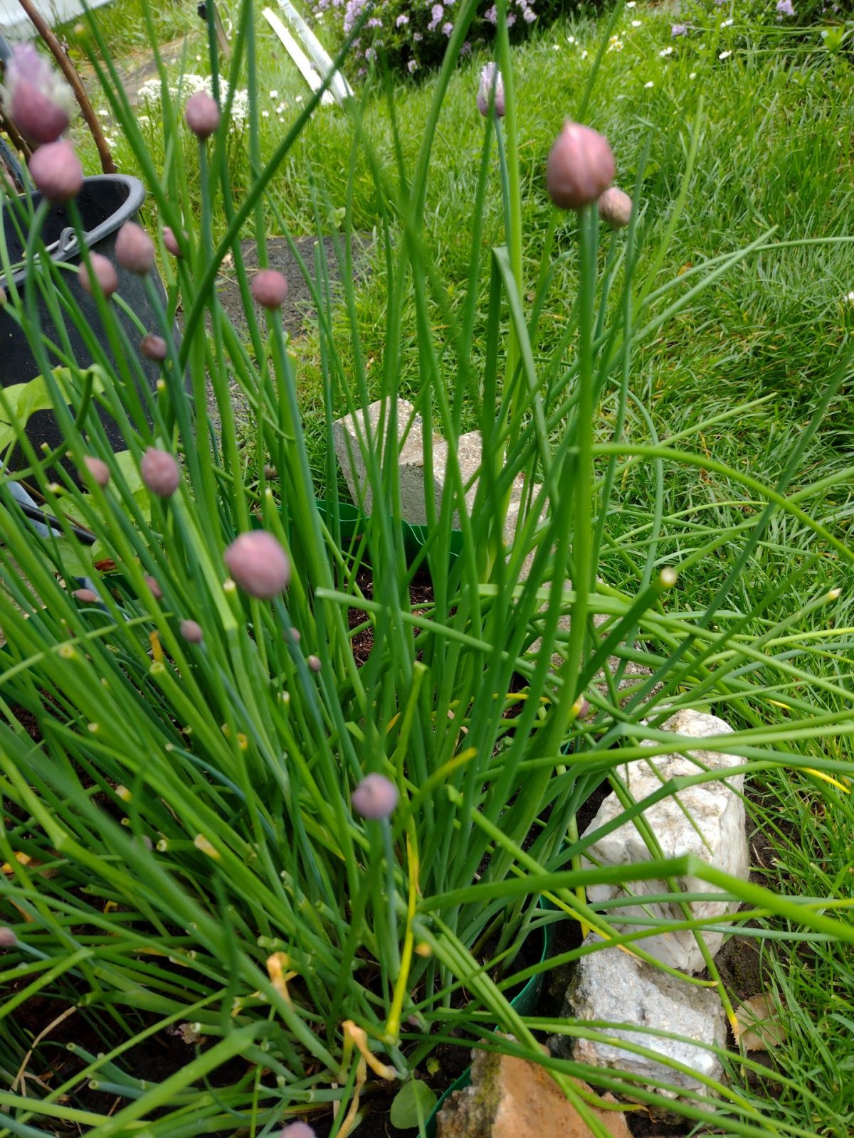 IMG_20230508_125950279