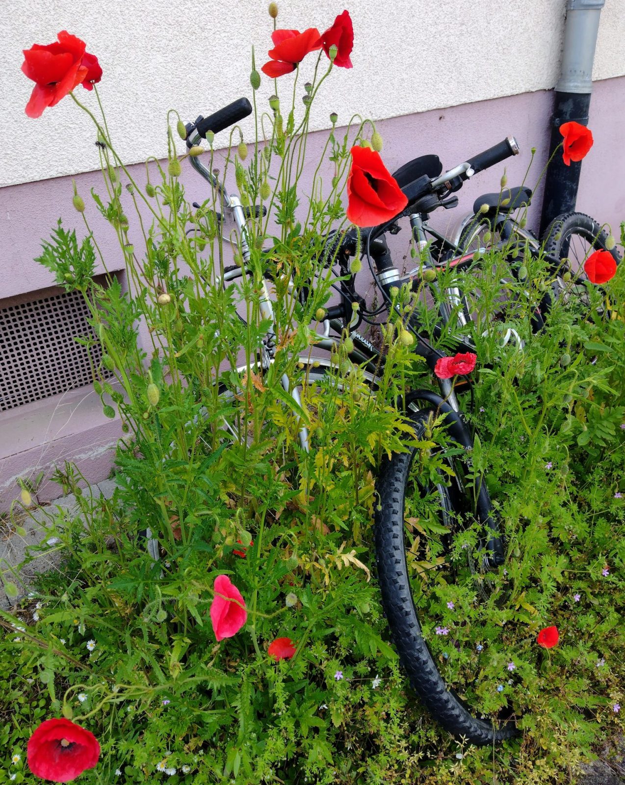 IMG_20230517_160140798