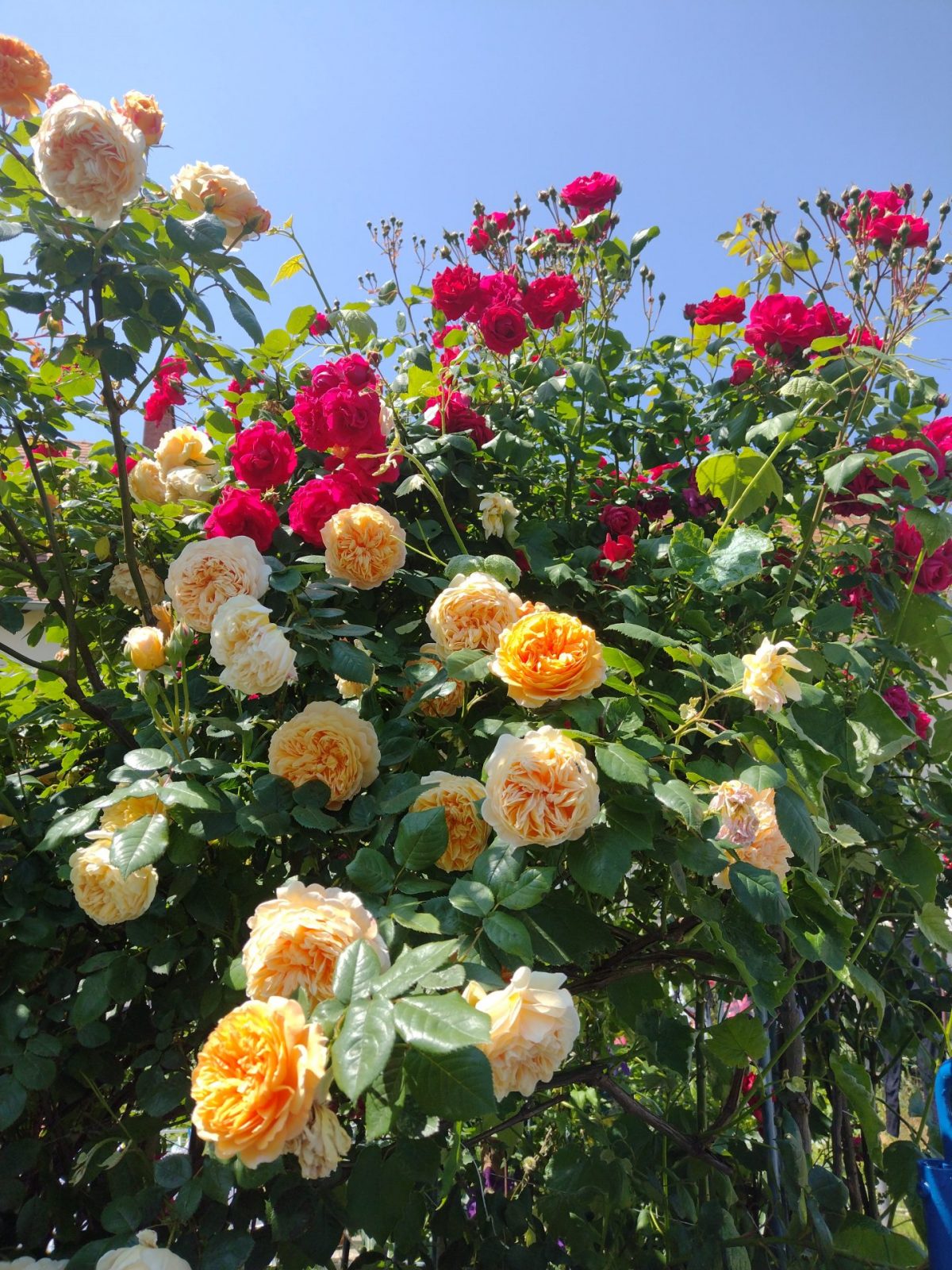 IMG_20230526_132925230