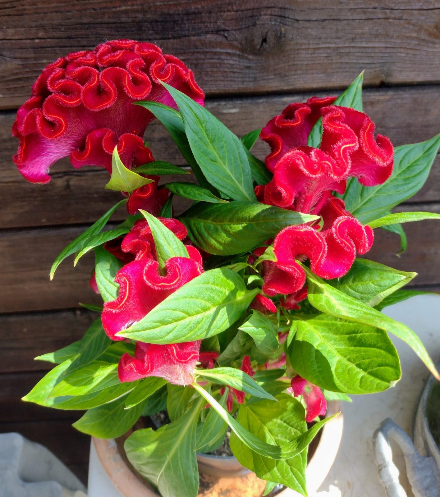 IMG_20230527_132350818