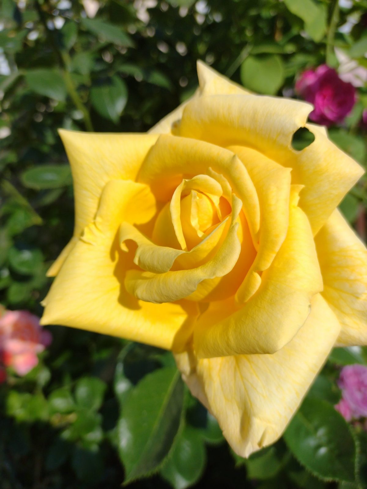 IMG_20230603_081243299 - Kopiert