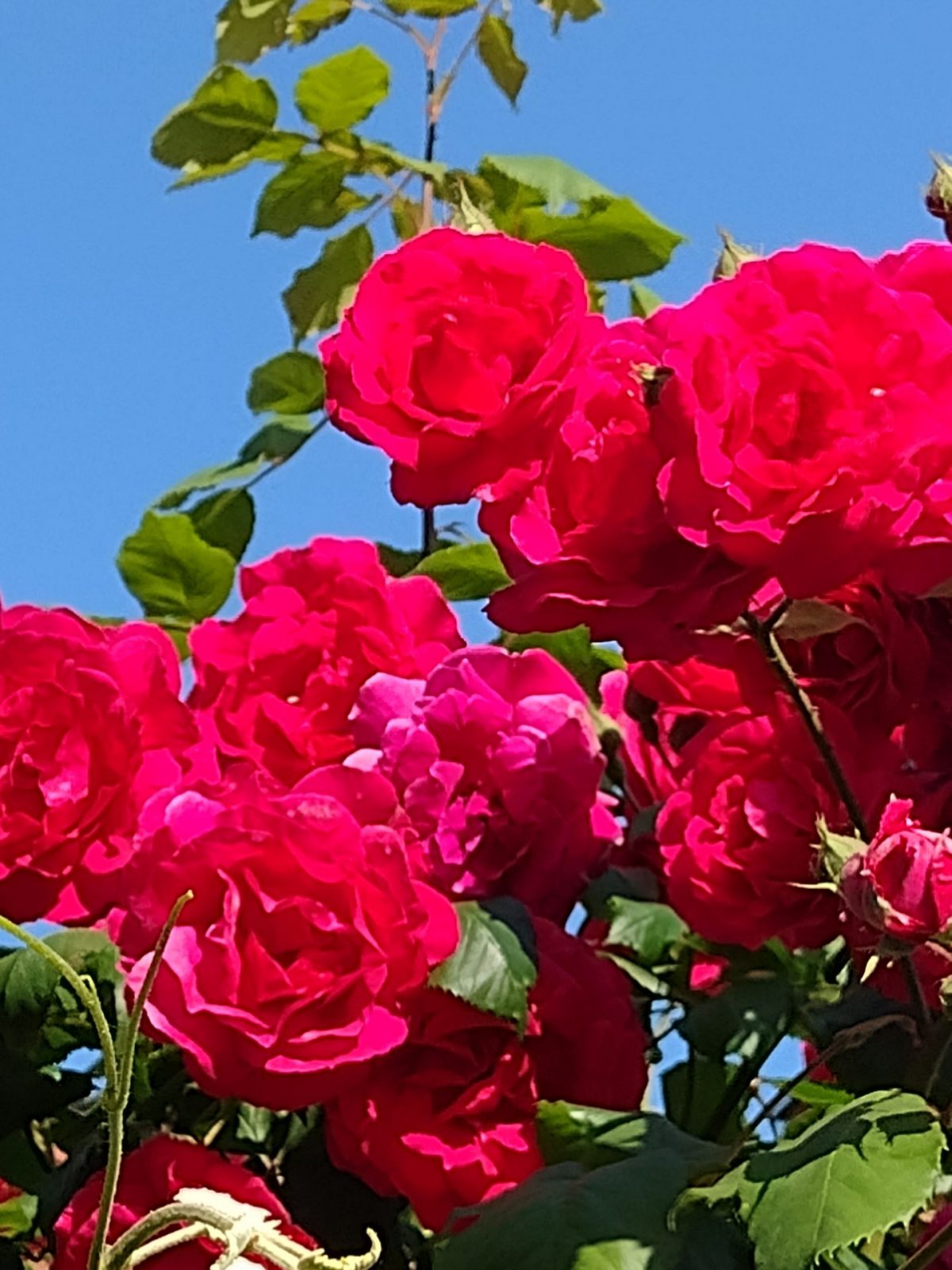 IMG_20230603_081421514