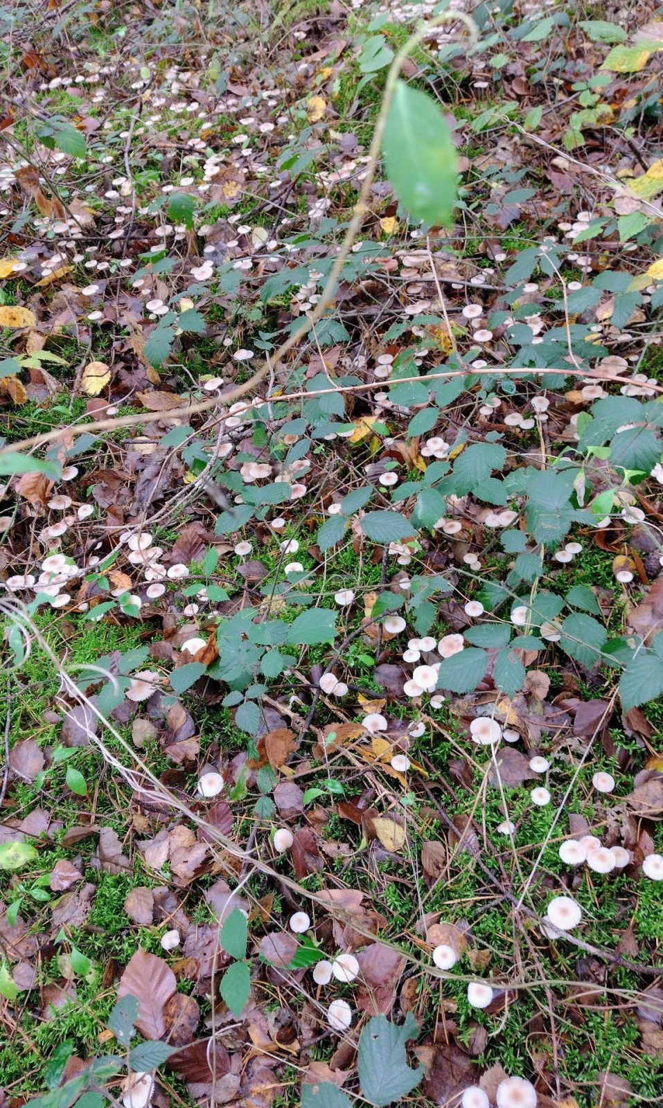 IMG_20231101_113150581