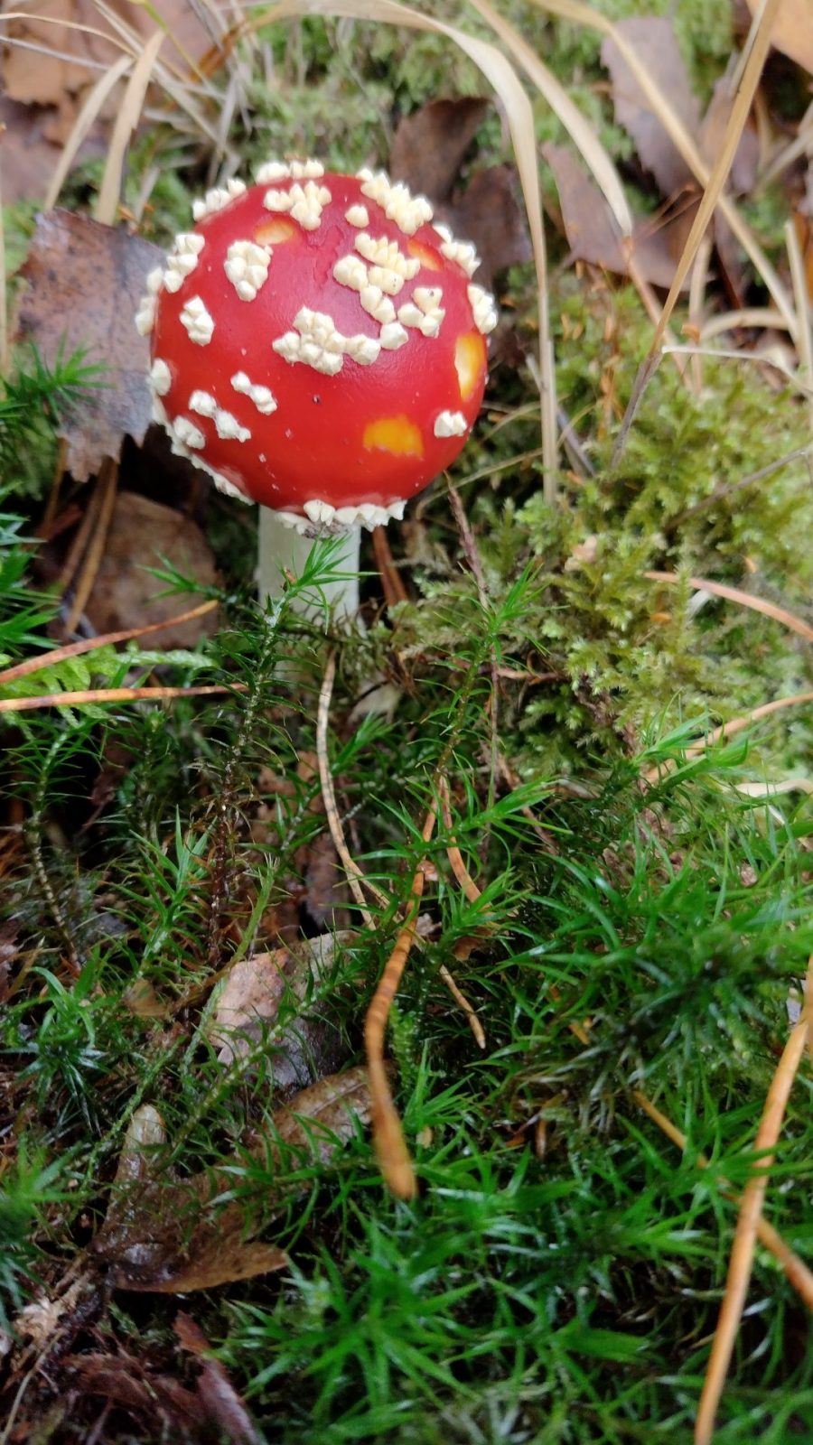 IMG_20231108_123735648