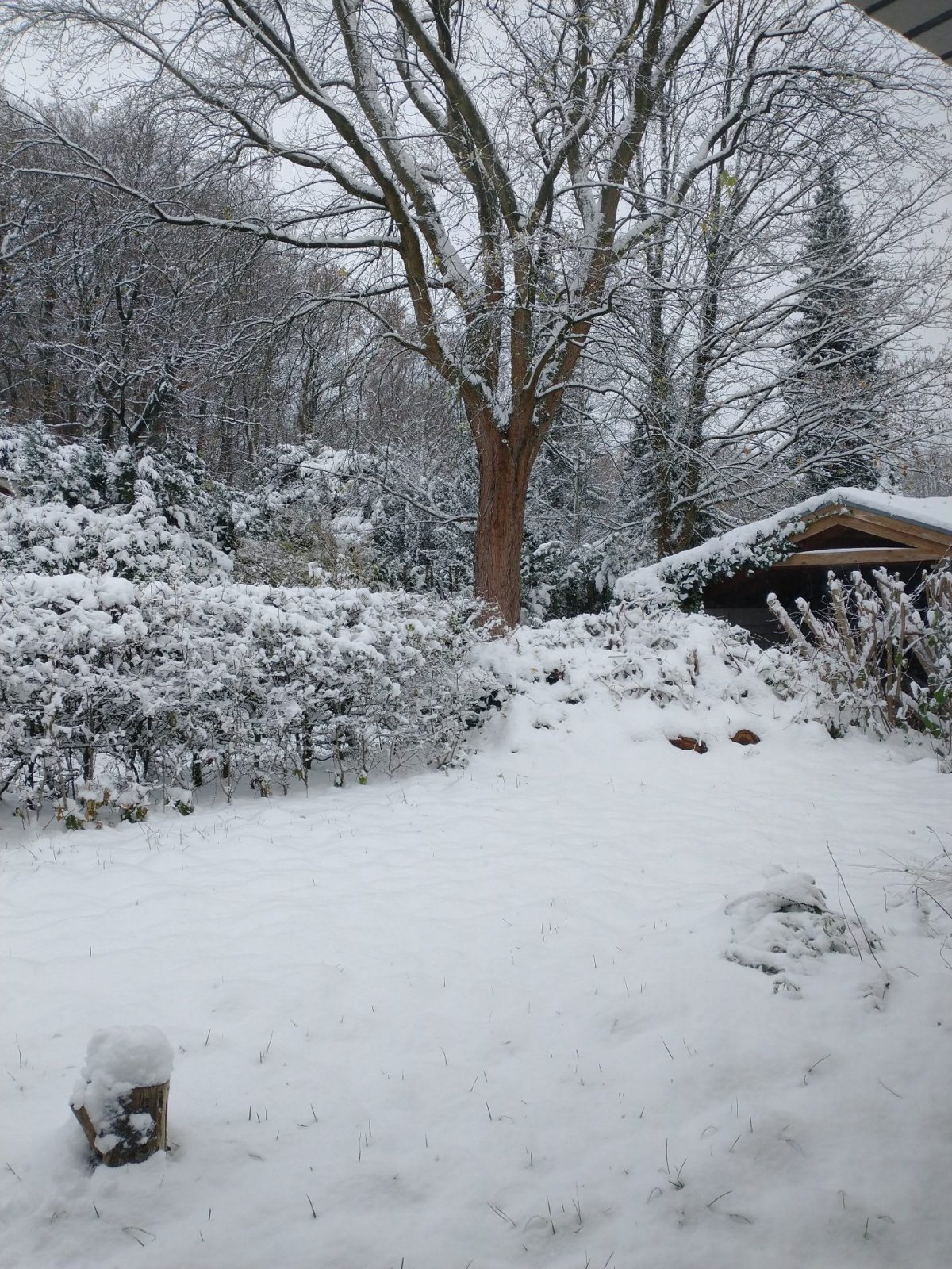 IMG_20231129_093800760_BURST001