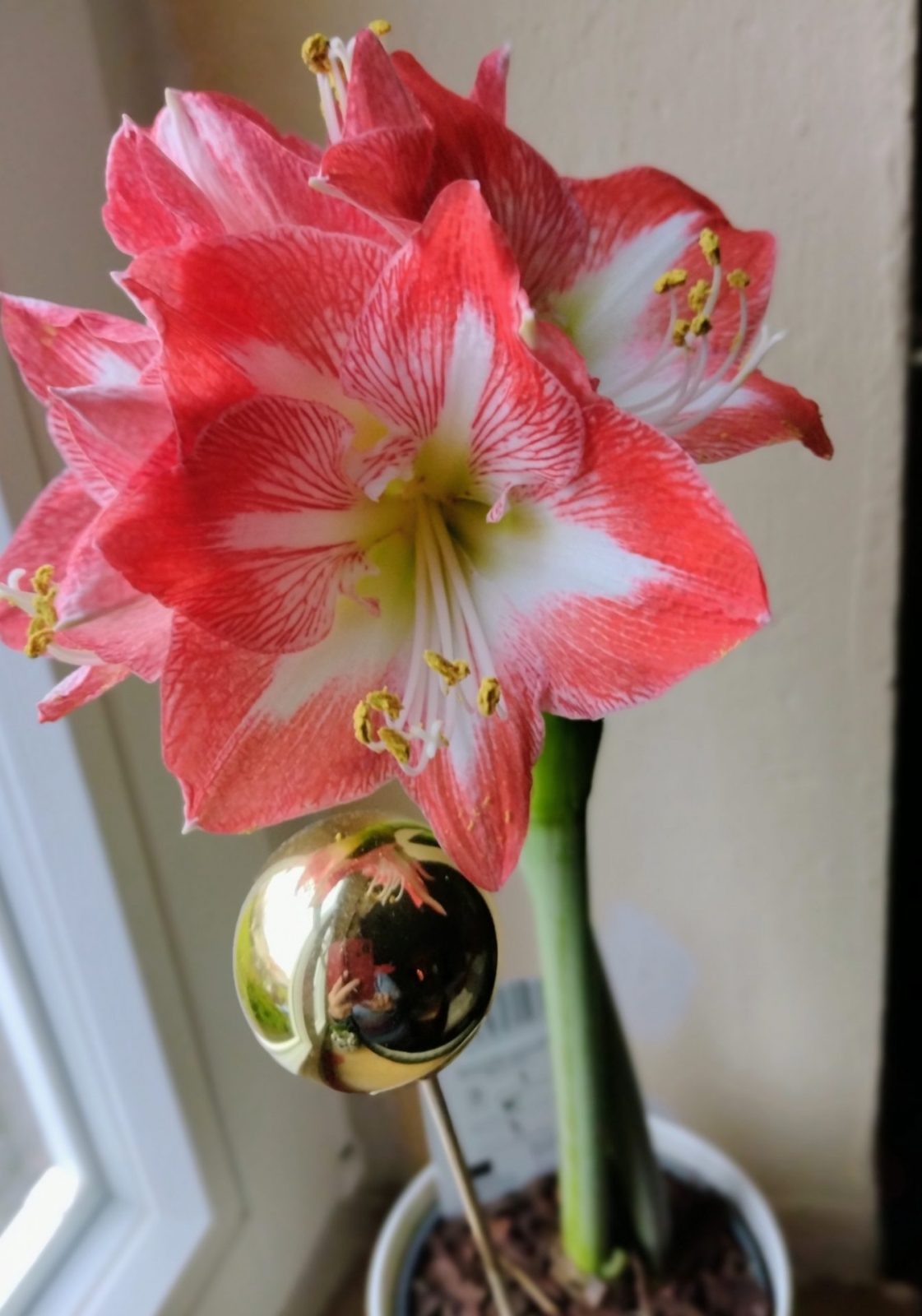 IMG_20231212_153543251_MF_PORTRAIT