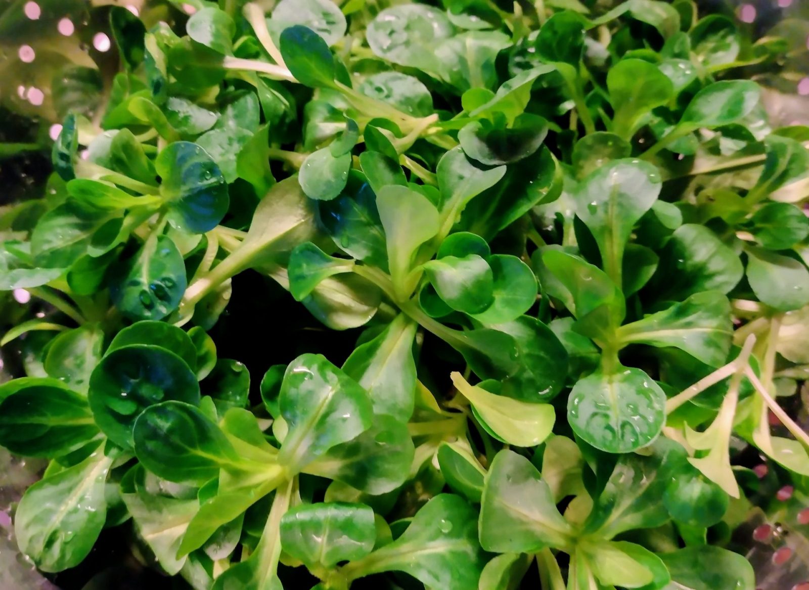 IMG_20240217_172812717